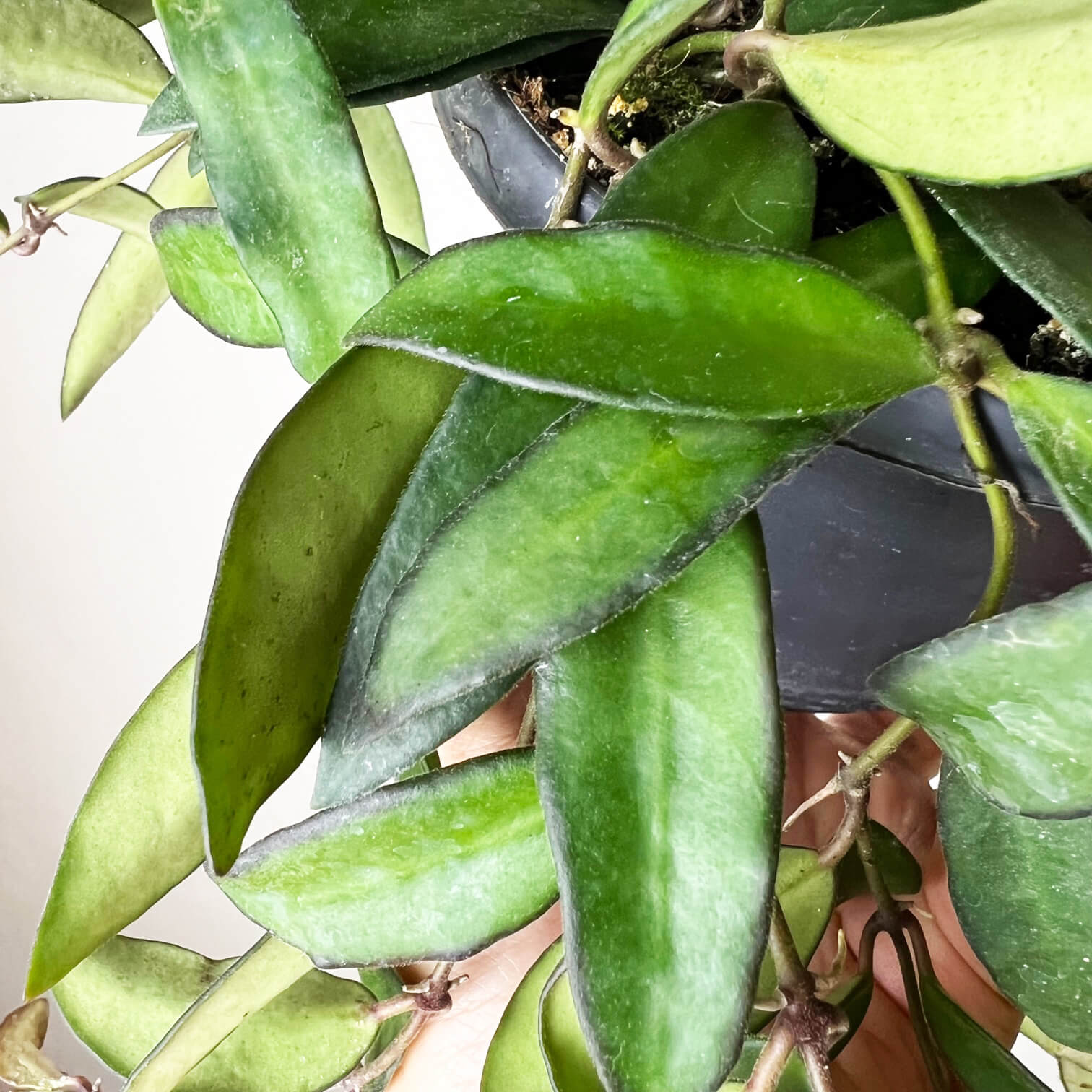 Hoya Rosita