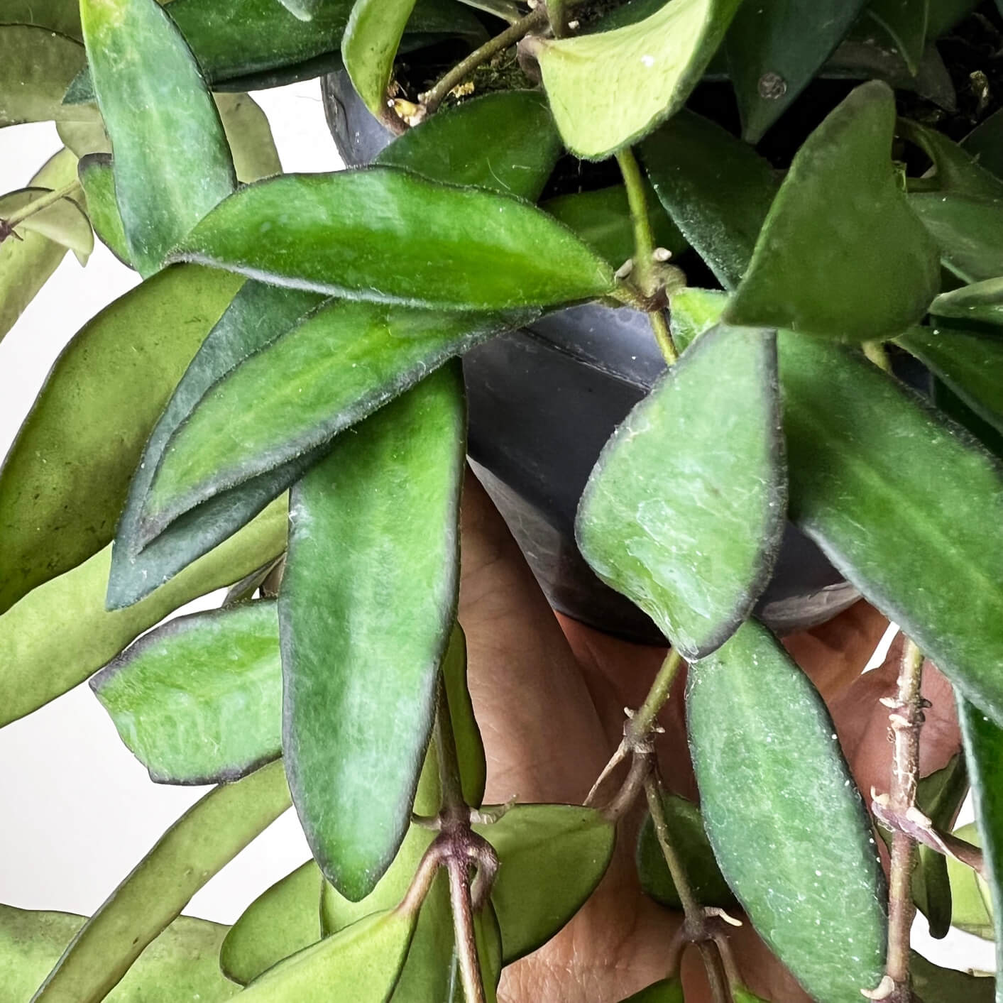 Hoya Rosita