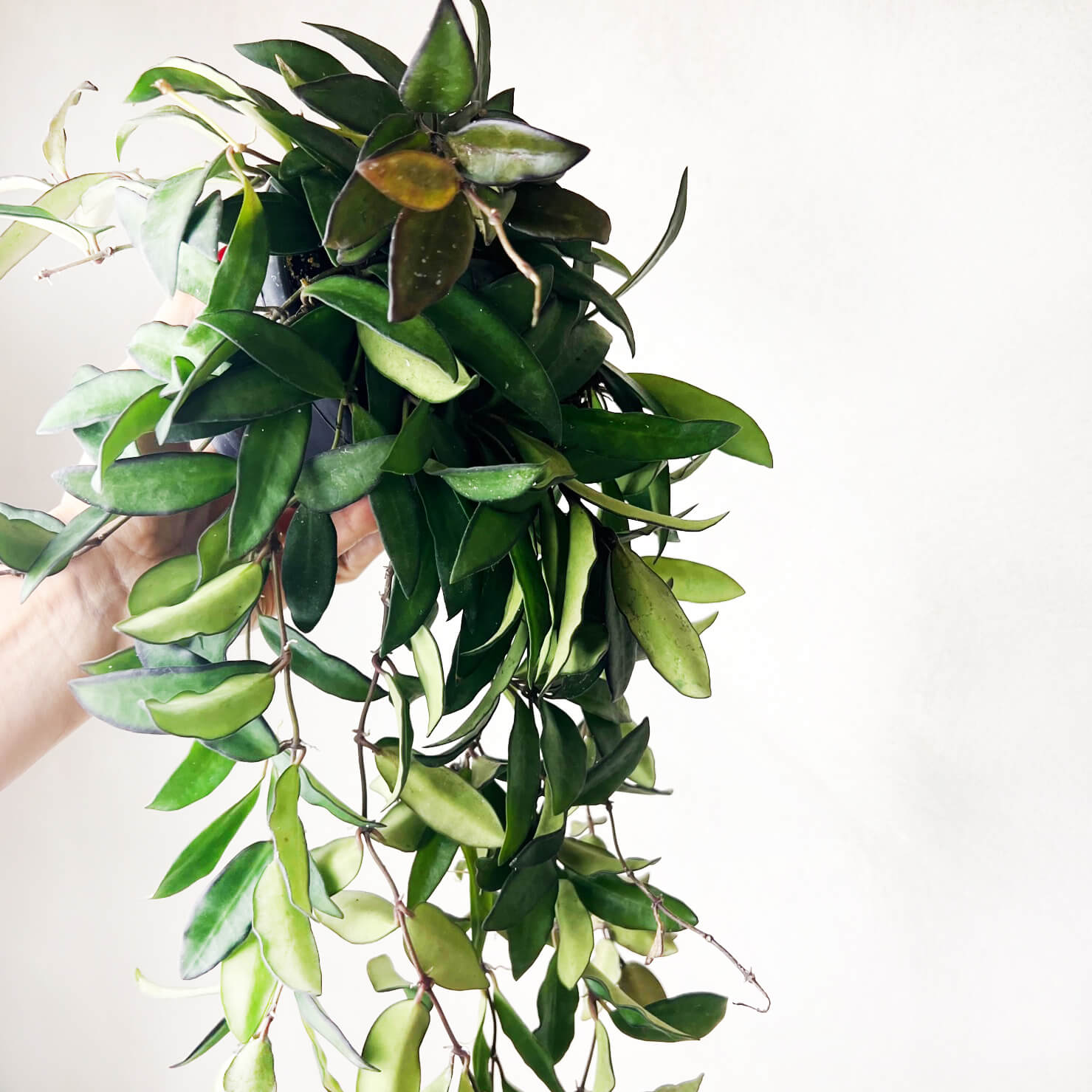 Hoya Rosita