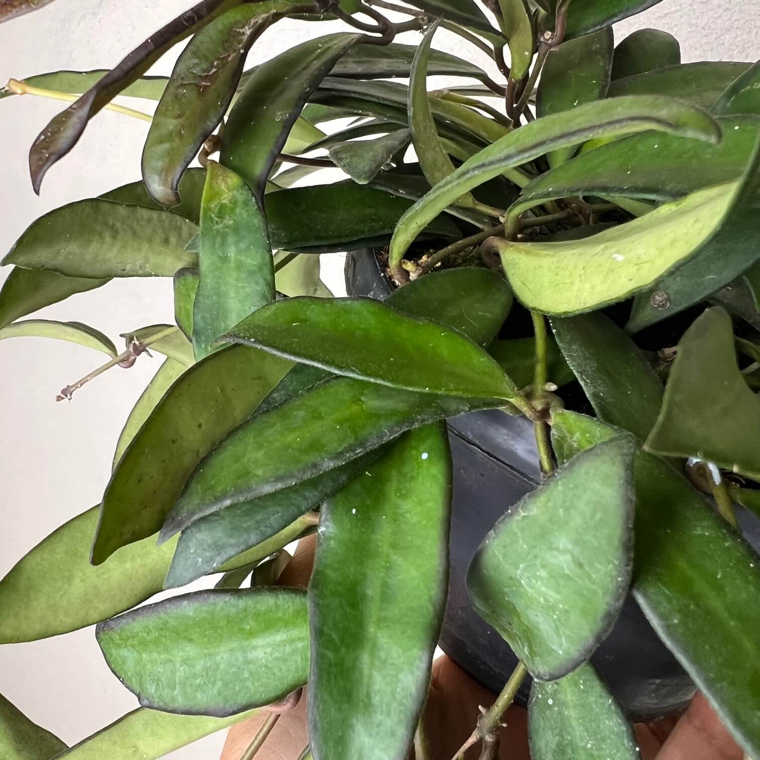 Hoya Rosita