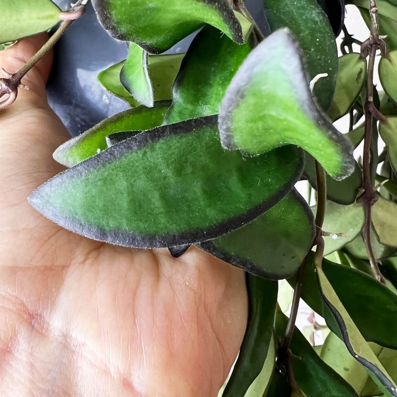 Hoya Rosita