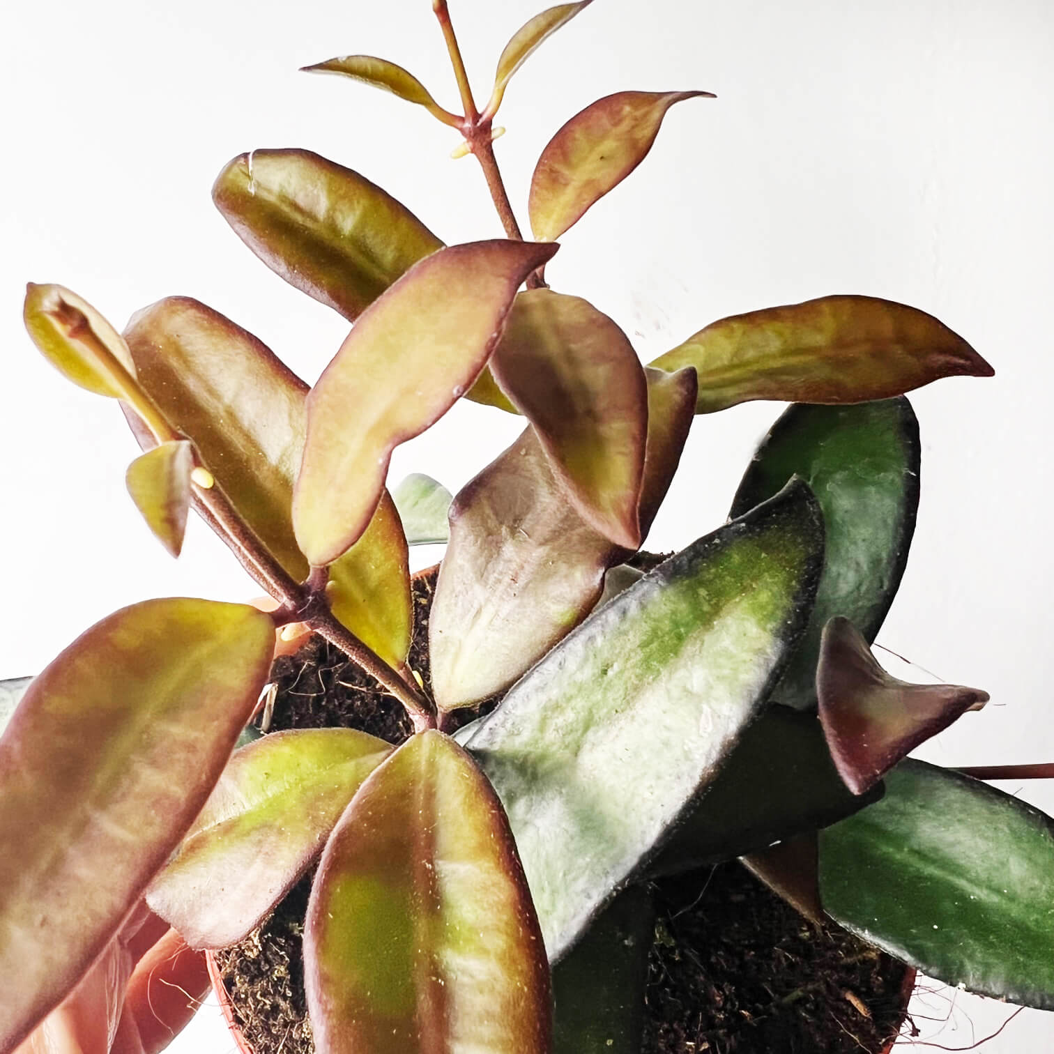 Hoya Rosita