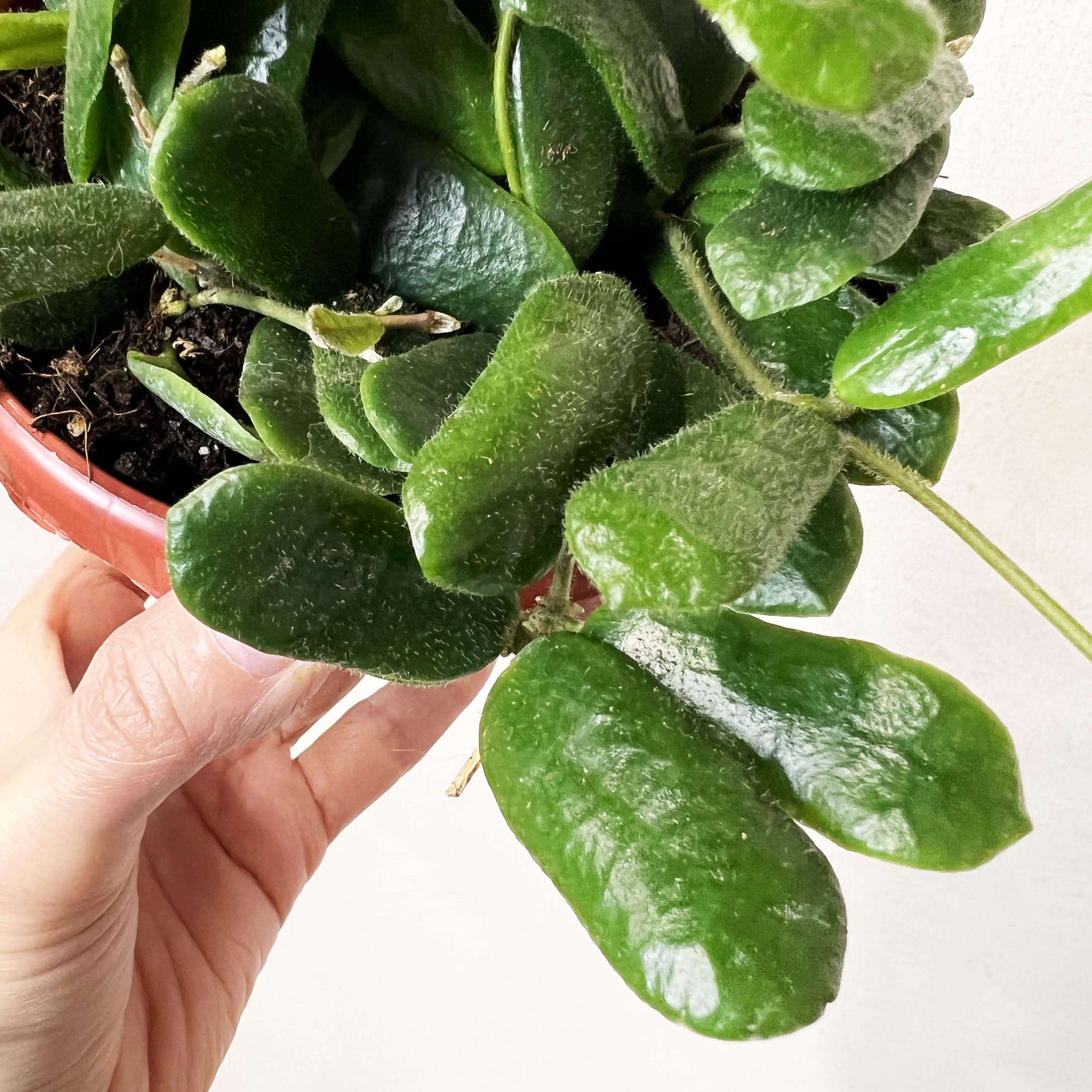 Hoya Rotundiflora