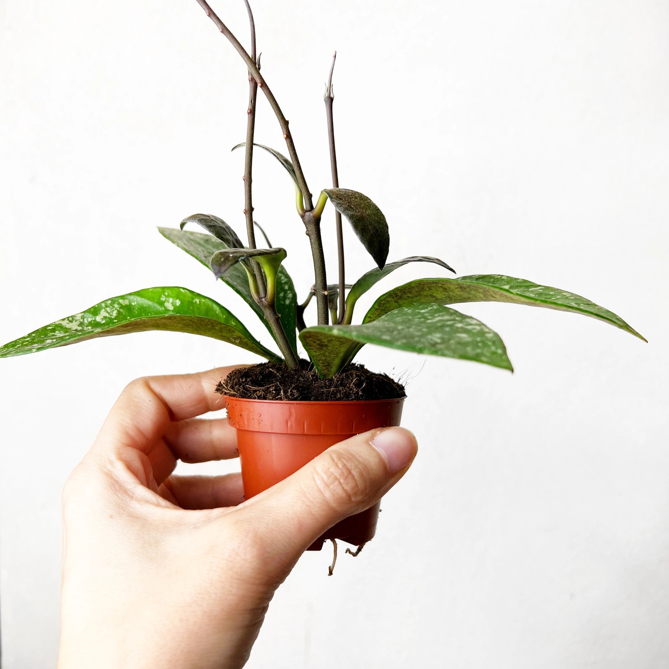 Hoya Rundumensis