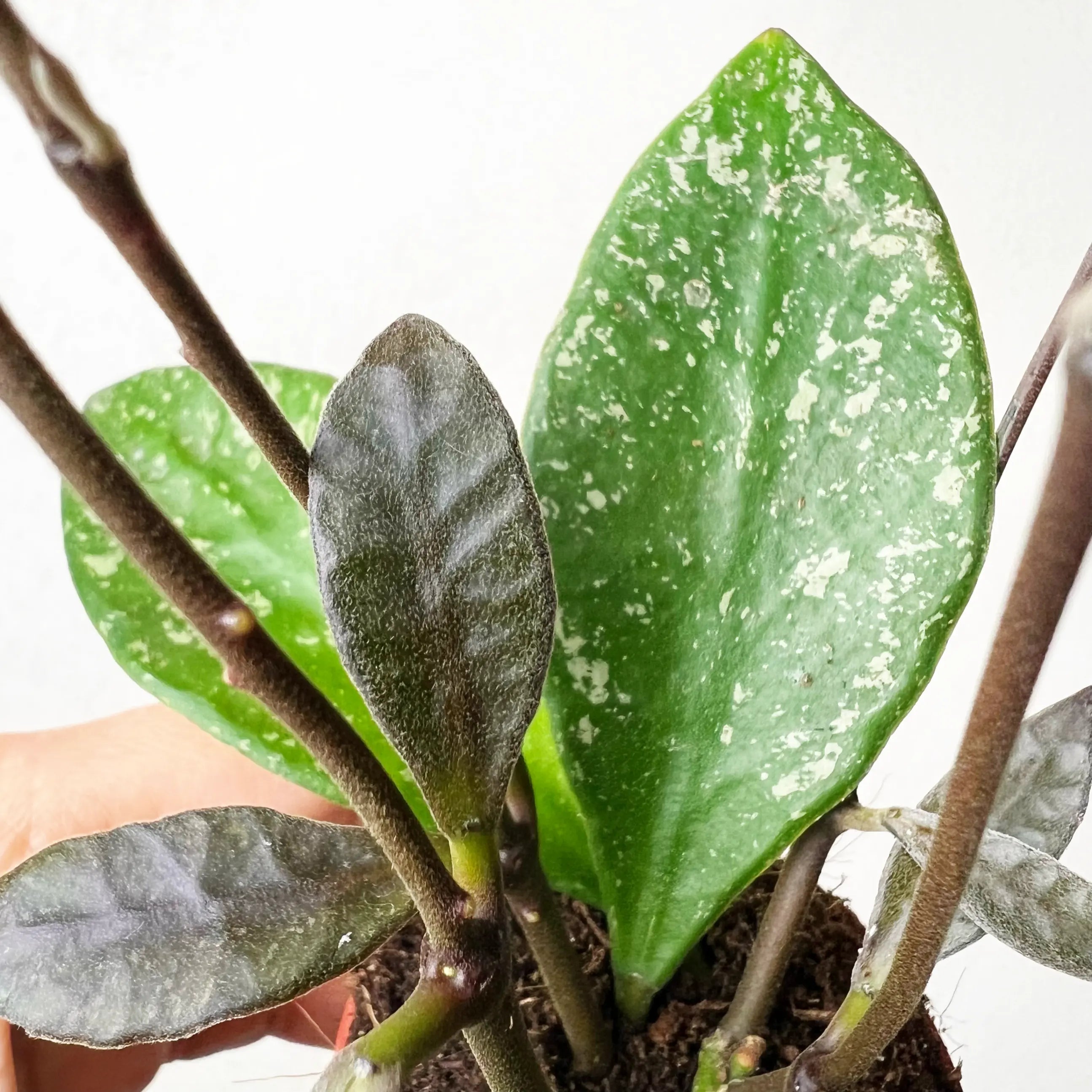 Hoya Rundumensis