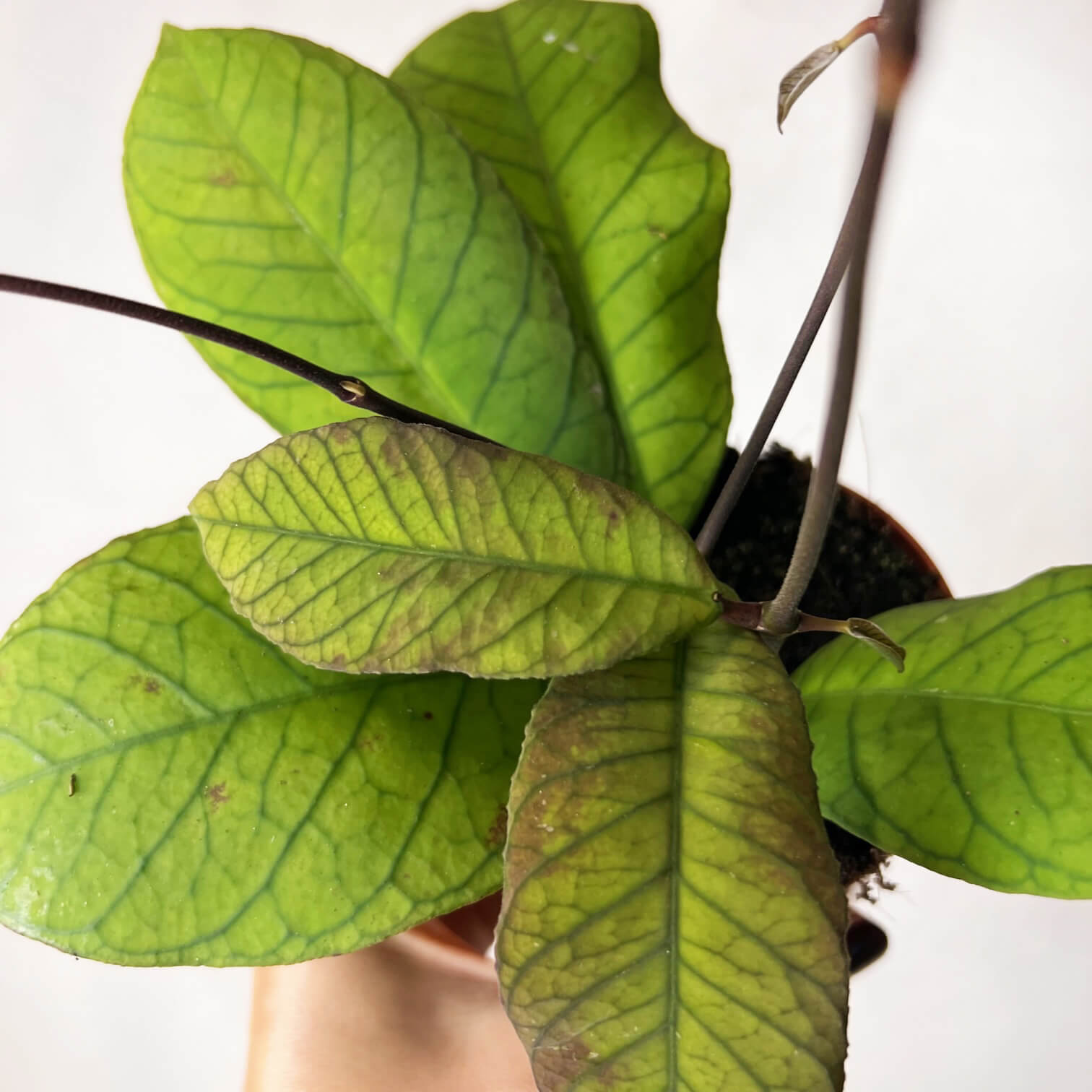 Hoya Sp Sabah