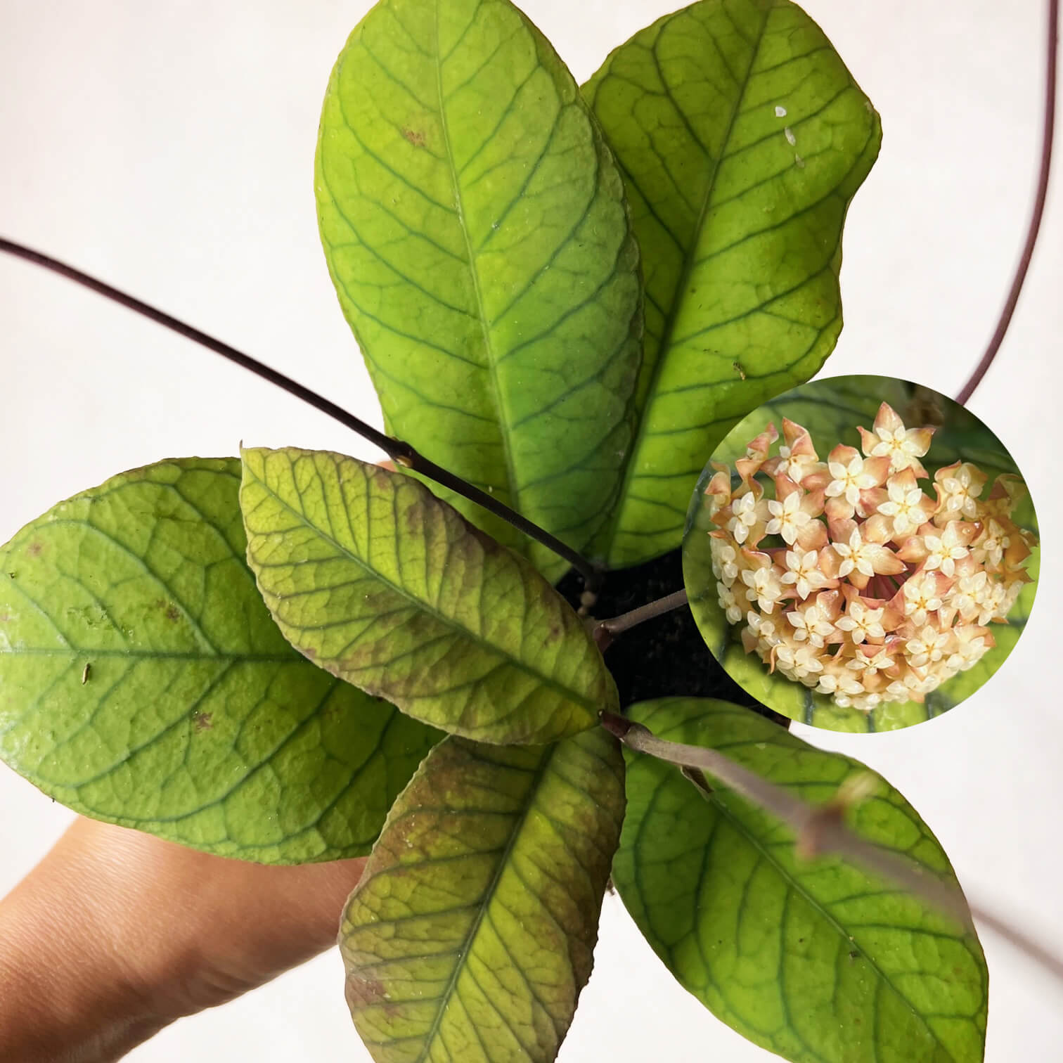 Hoya Sp Sabah