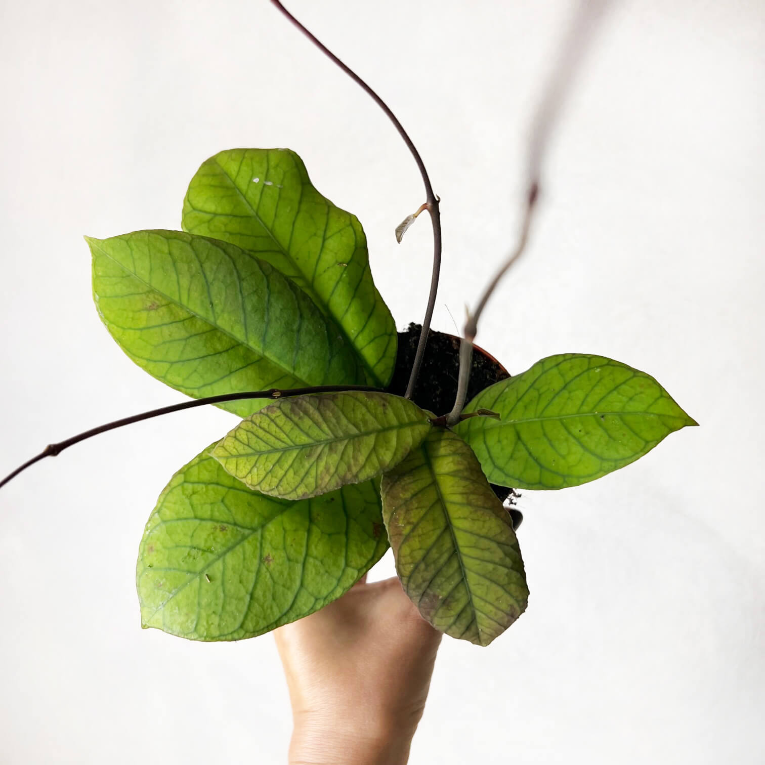Hoya Sp Sabah