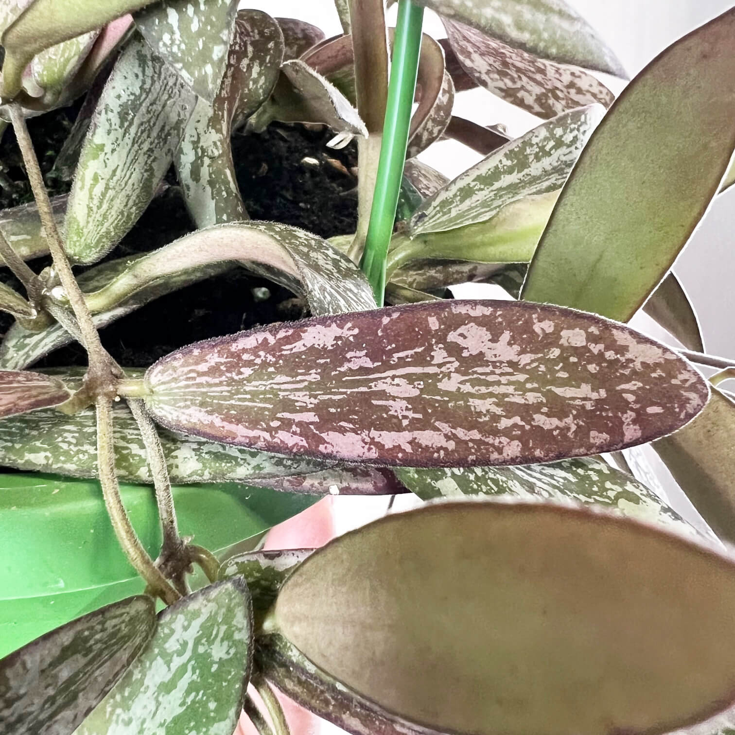 Hoya Sigillatis