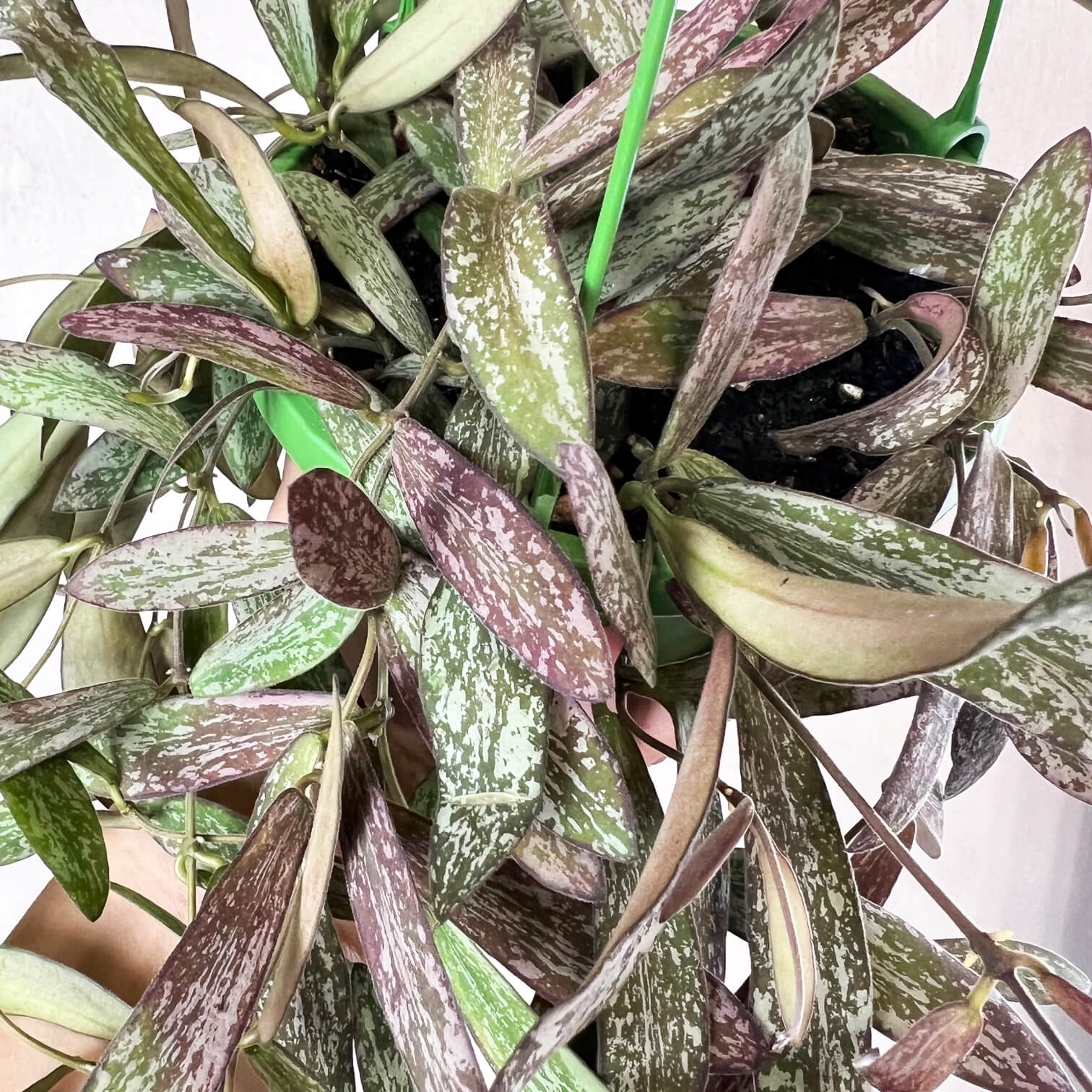 Hoya Sigillatis