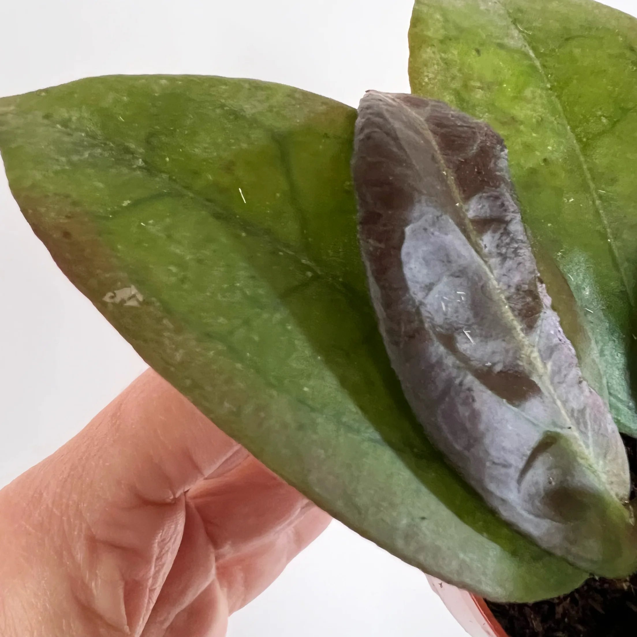 baby Hoya Tequila Sunrise