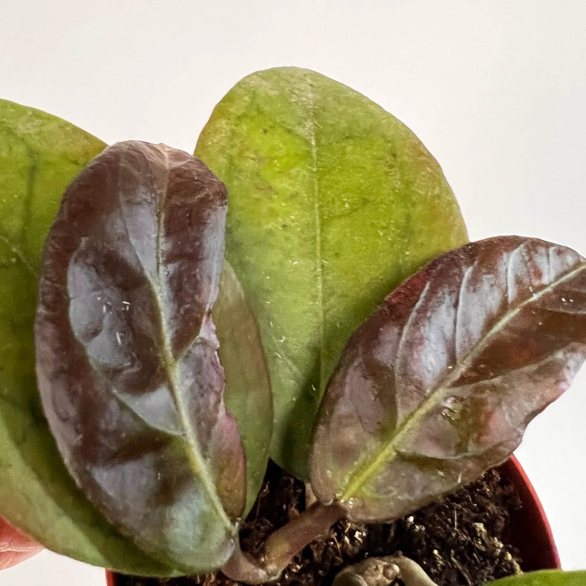 baby Hoya Tequila Sunrise