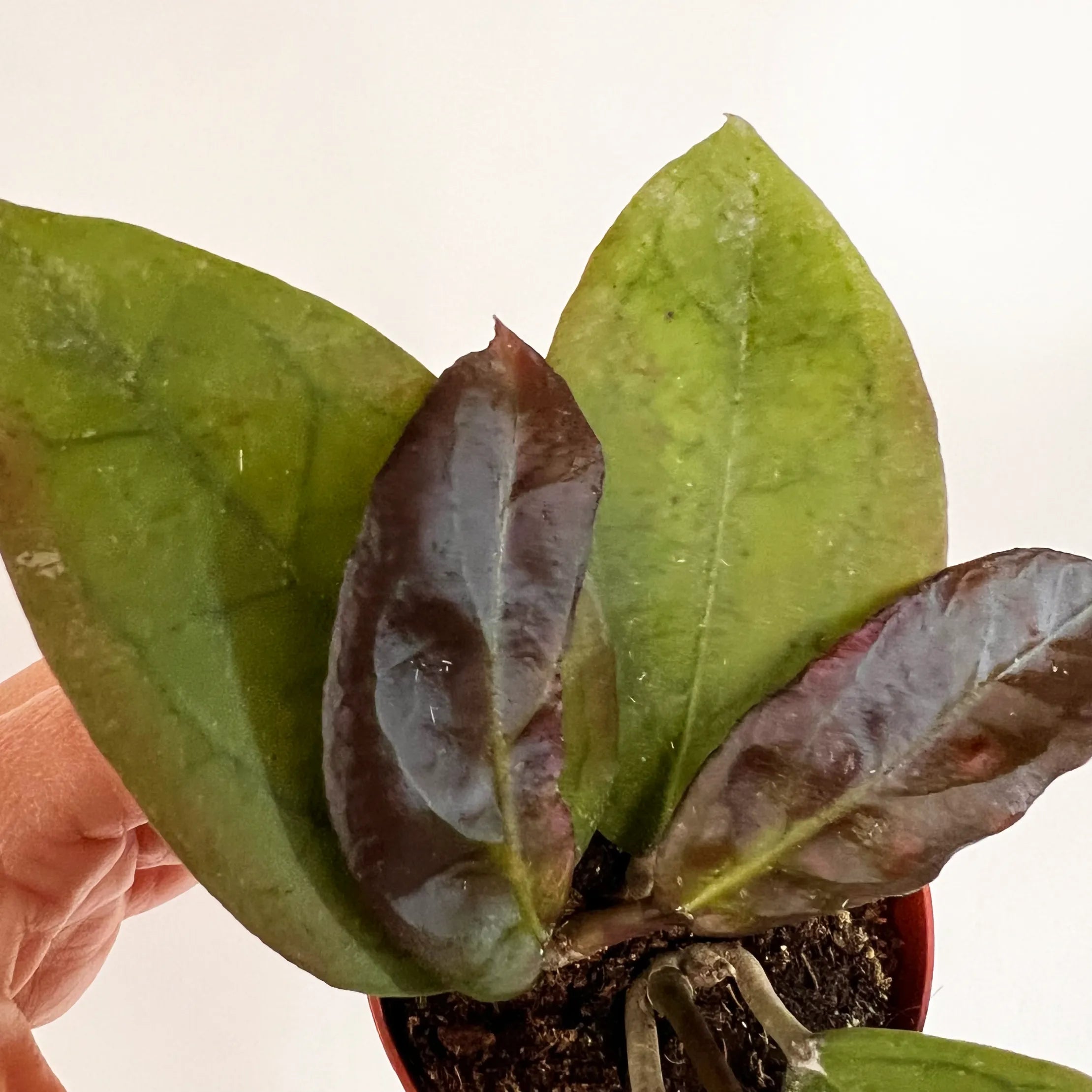 baby Hoya Tequila Sunrise