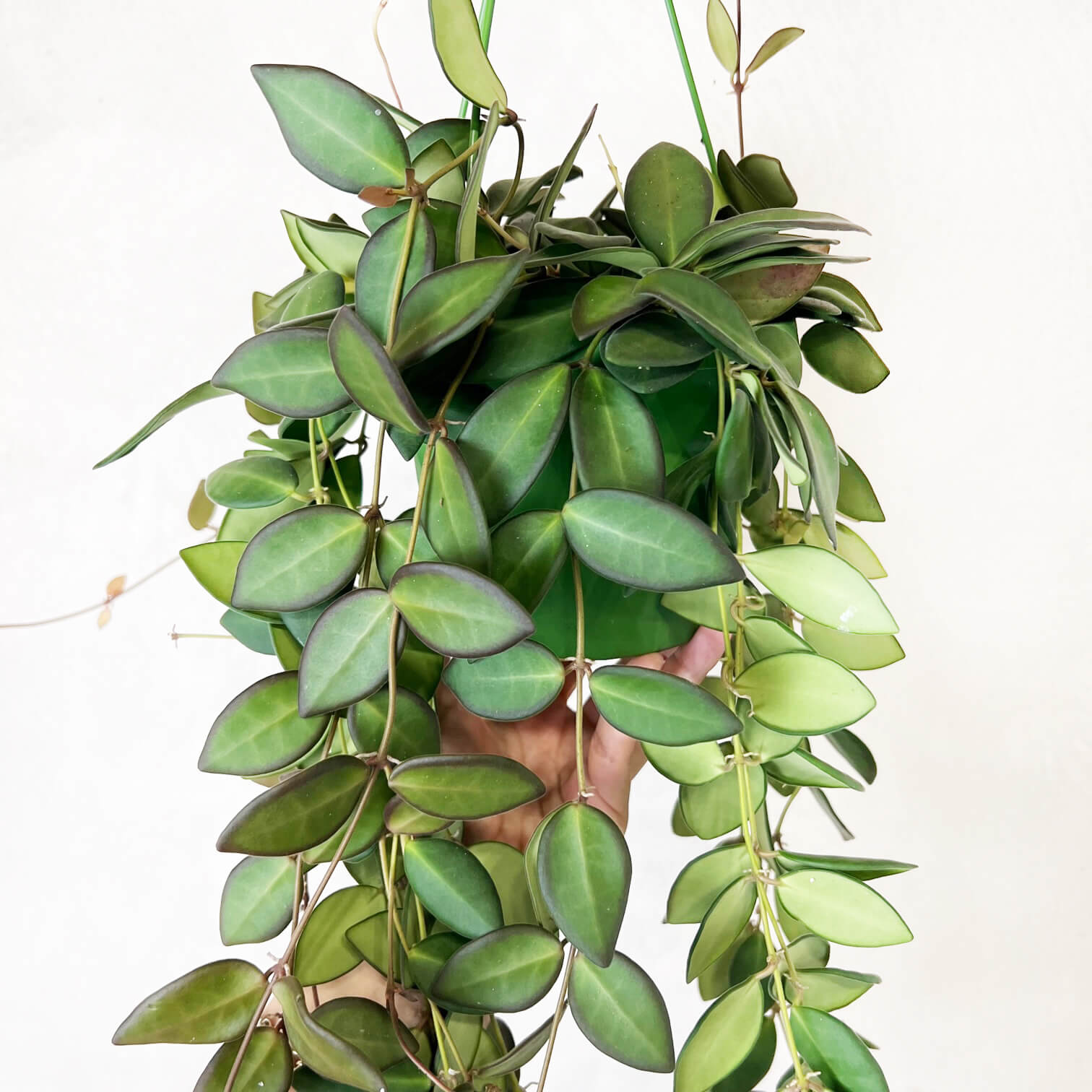 Hoya Burtoniae