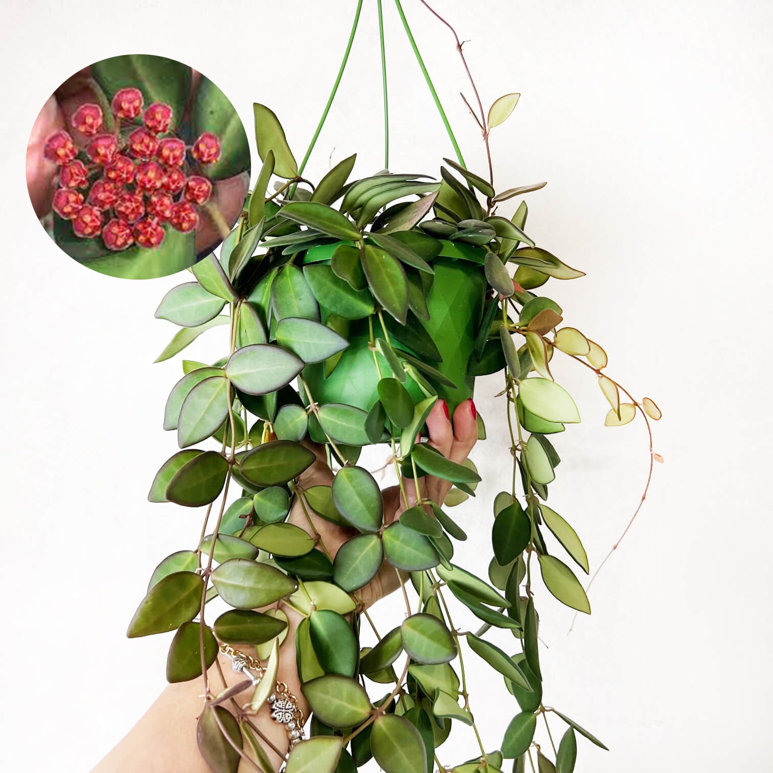 Hoya Burtoniae