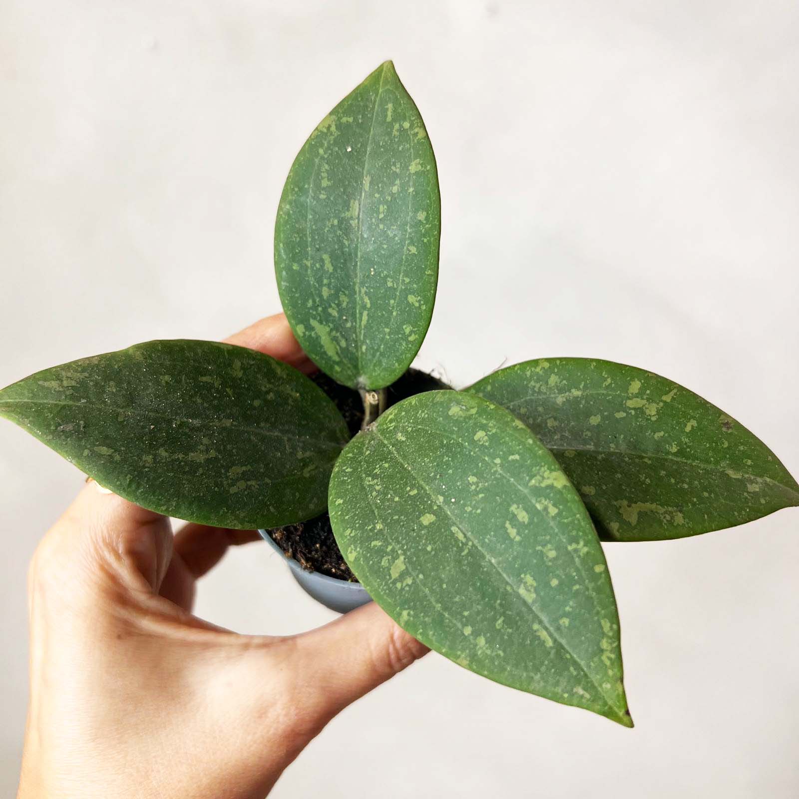 Baby Hoya wibergiae