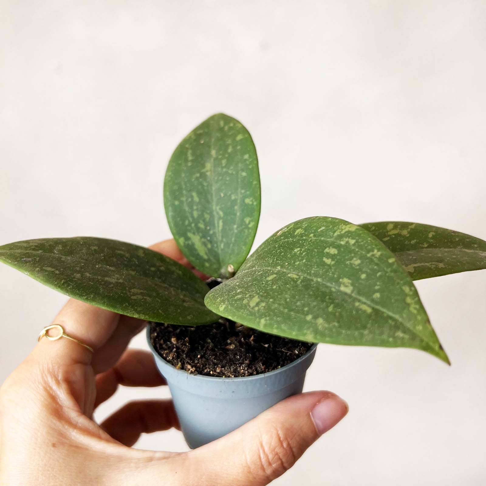 Baby Hoya wibergiae