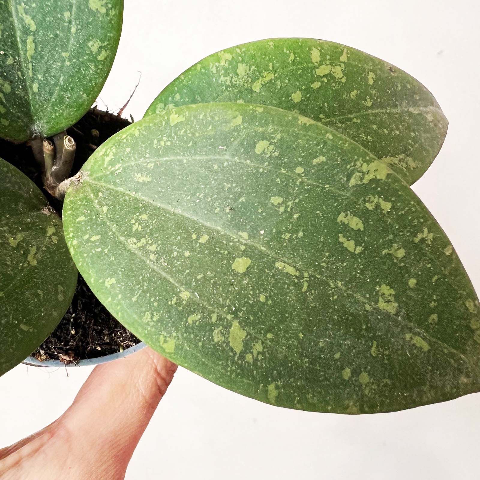 Baby Hoya wibergiae