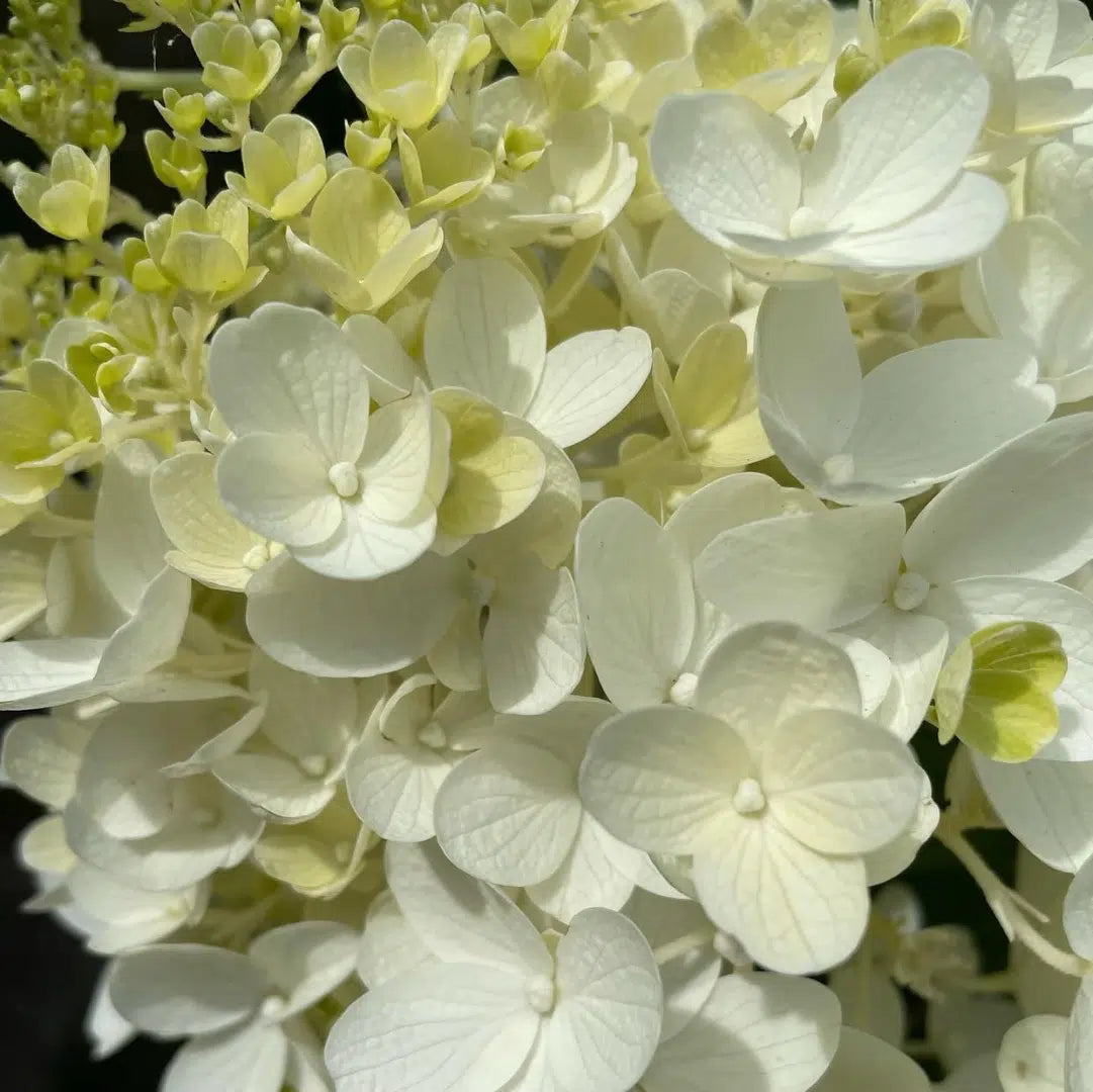 Ortensia /Hydrangea paniculata Silver Dollar