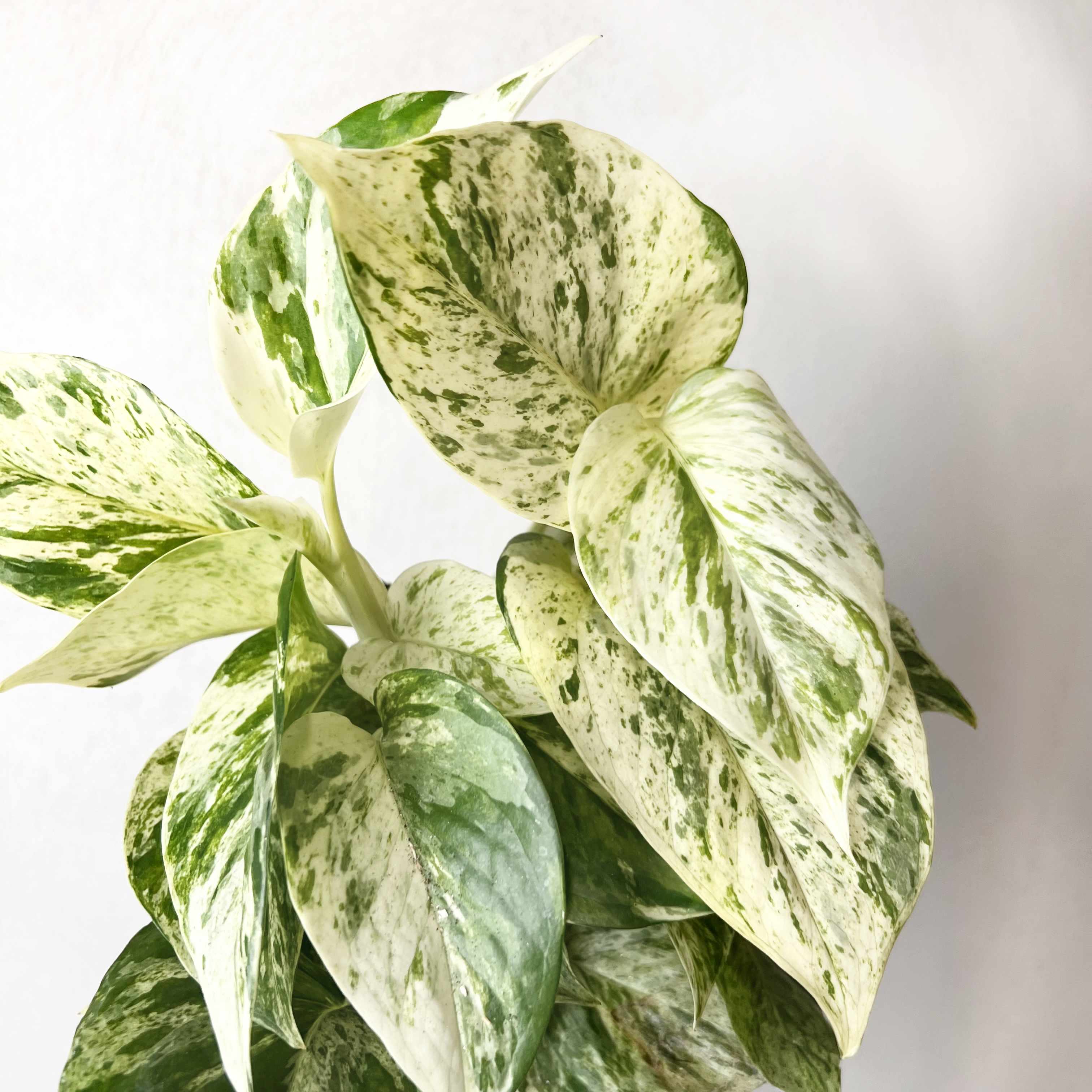 Epipremnum Snow Leopard