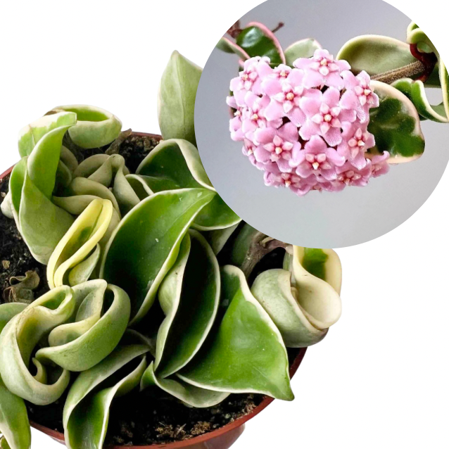 Hoya Carnosa Compacta Variegata