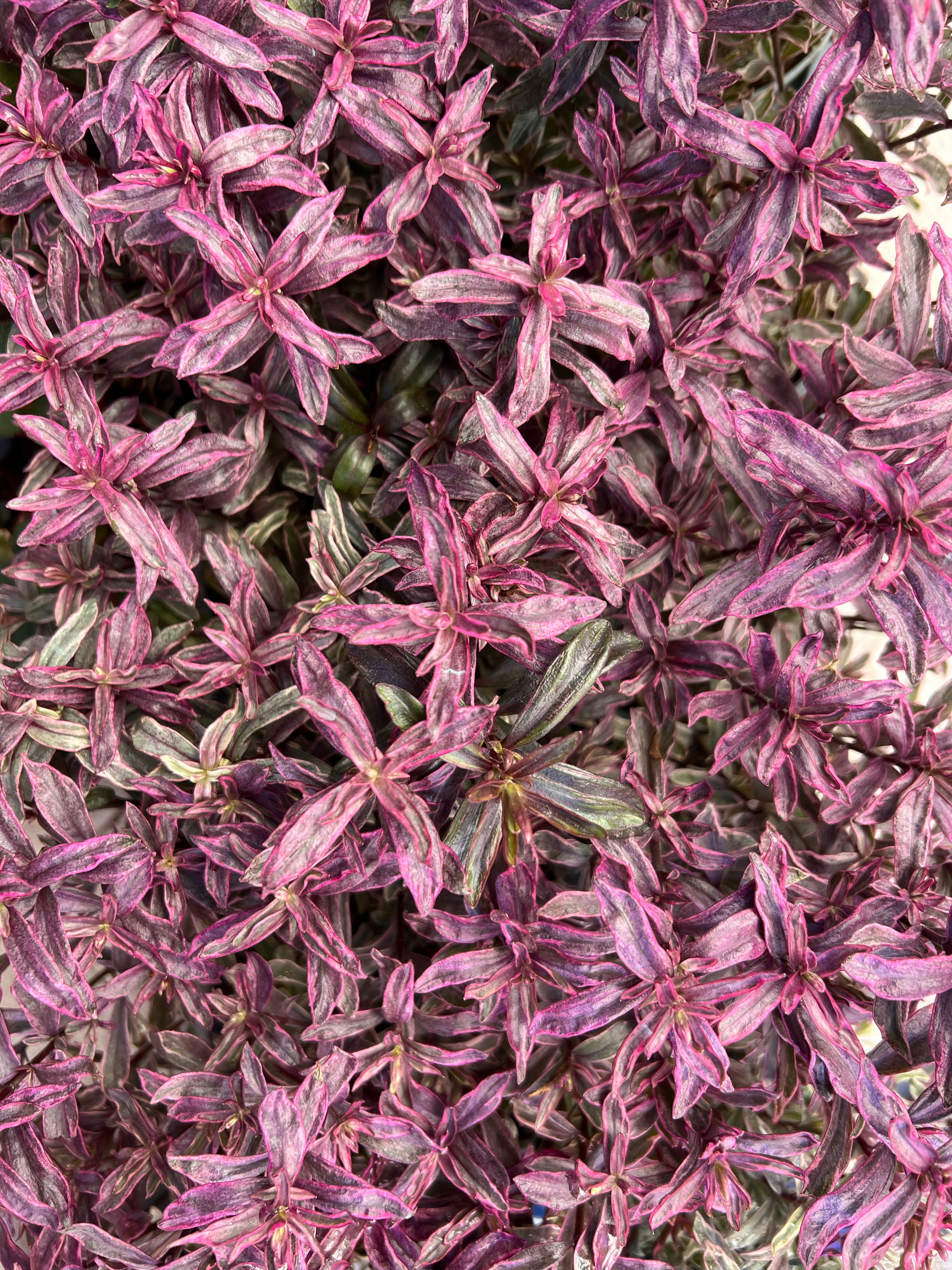 Veronica Hebe 'Magicolors’