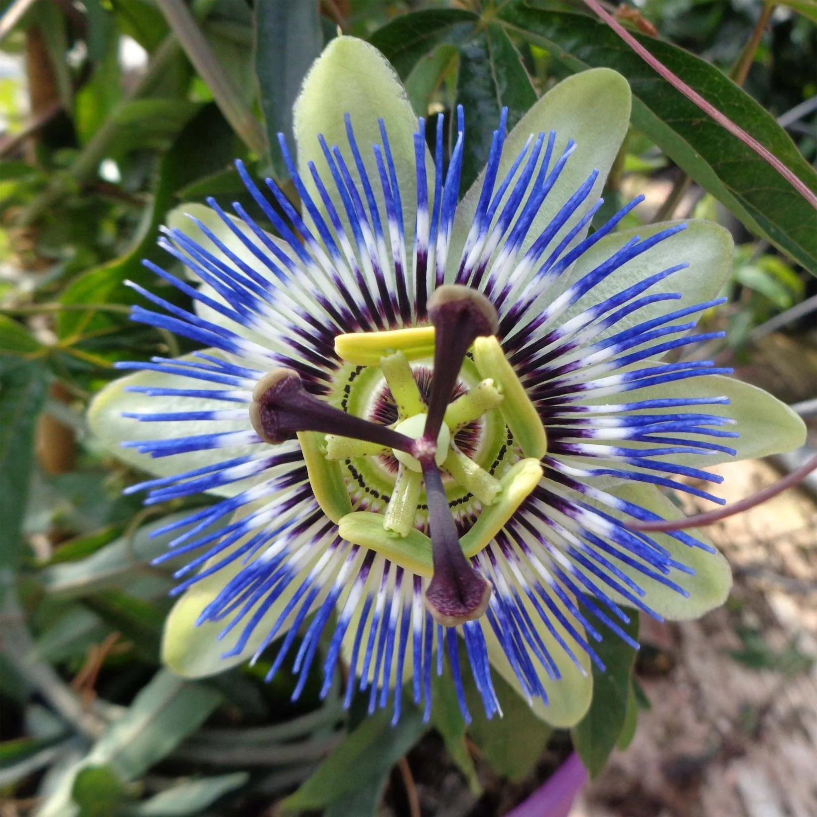 Passiflora Caerulea