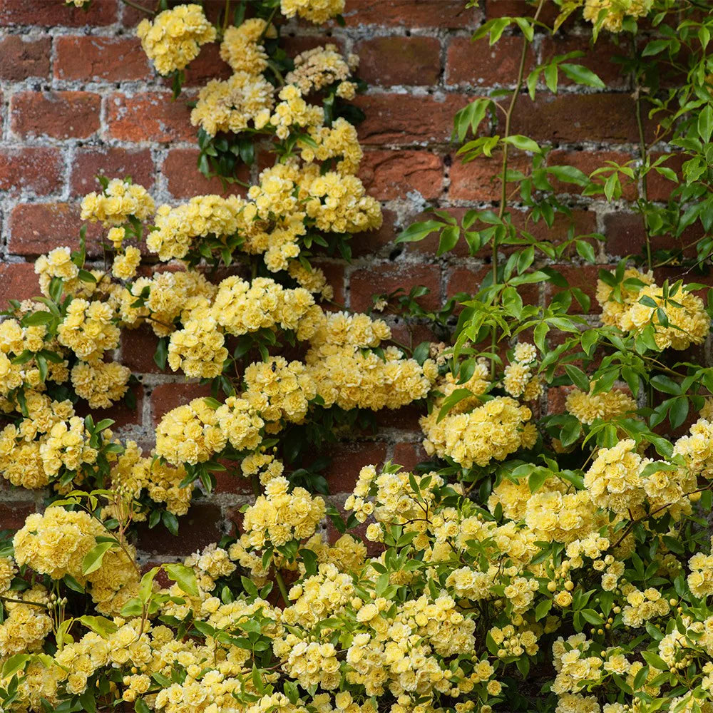 Rosa Banskiae Lutea giallo