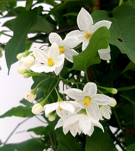 Solanum jasminoides