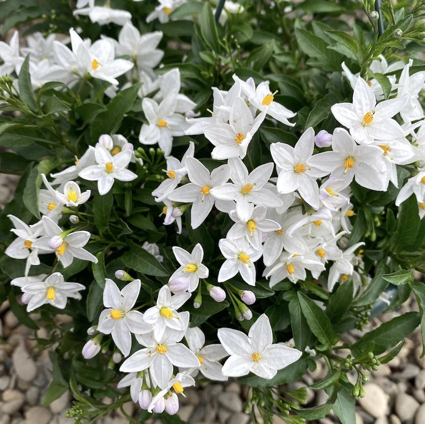 Solanum jasminoides