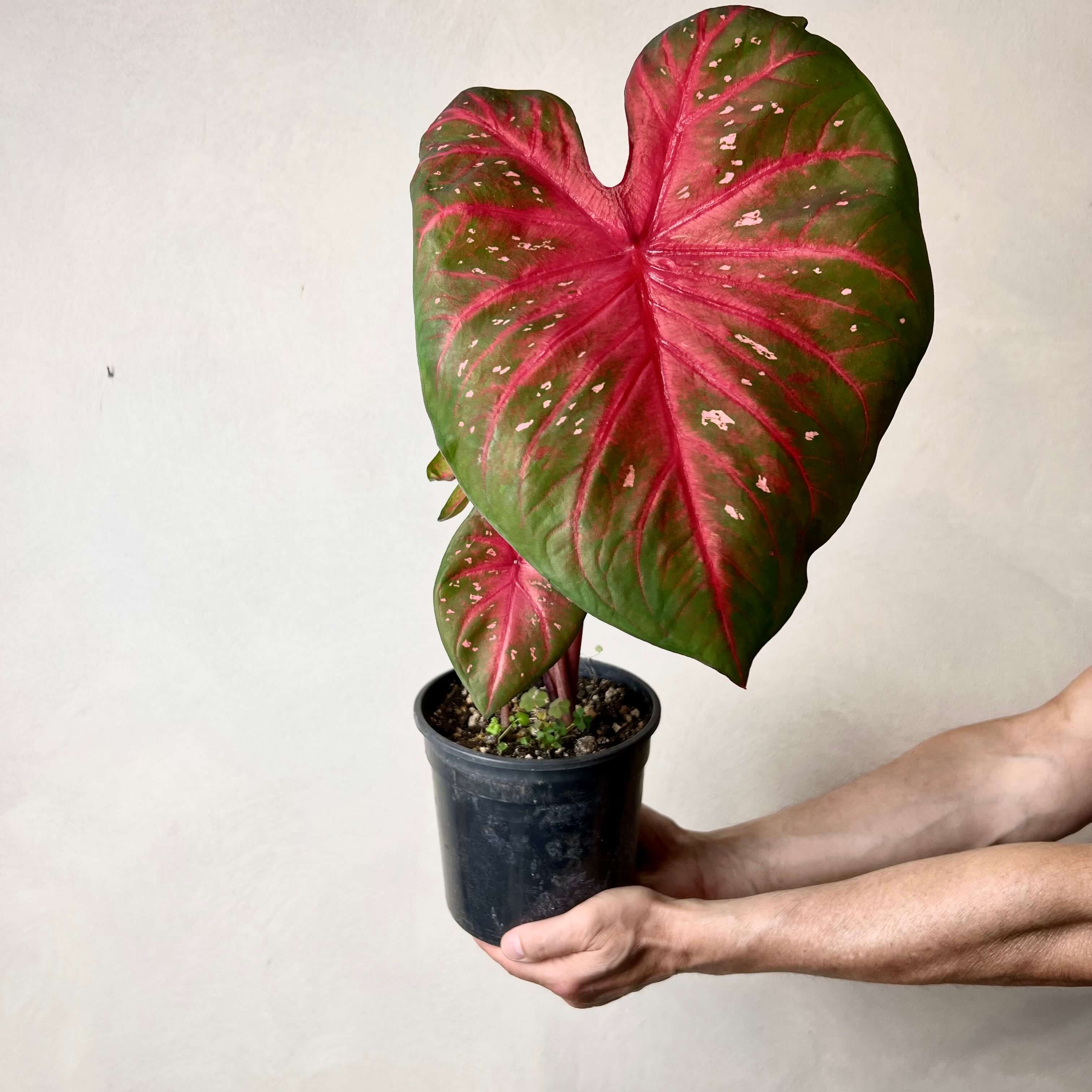 Caladium Red Flash