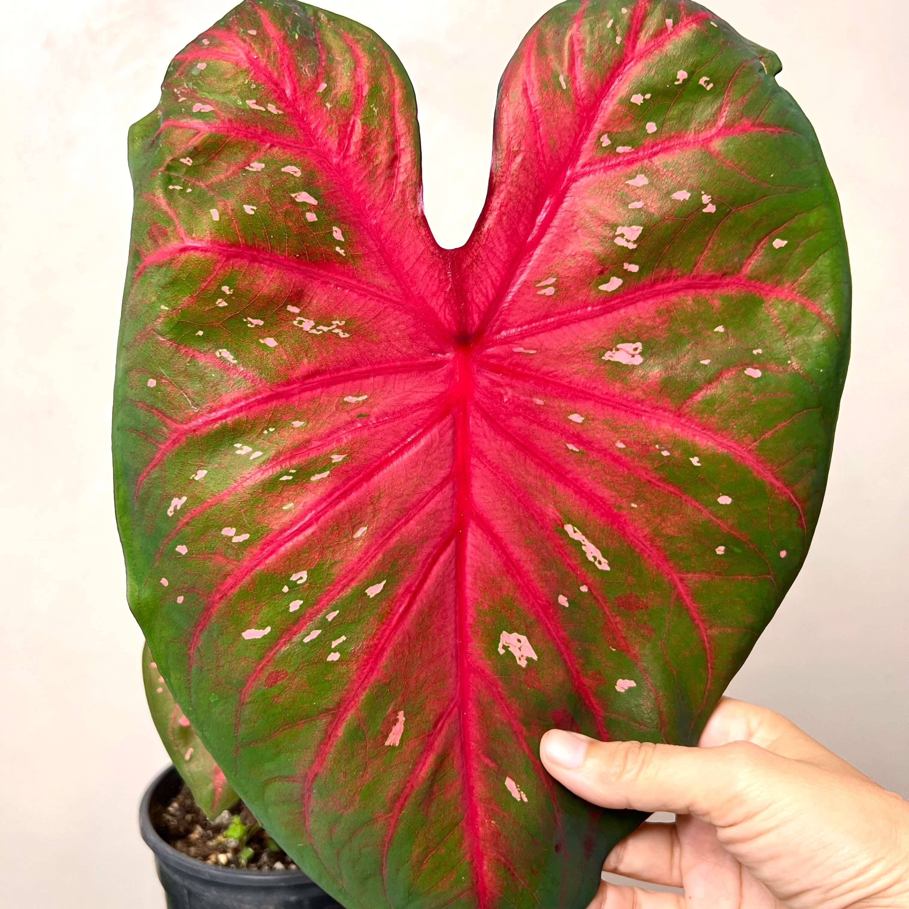 Caladium Red Flash