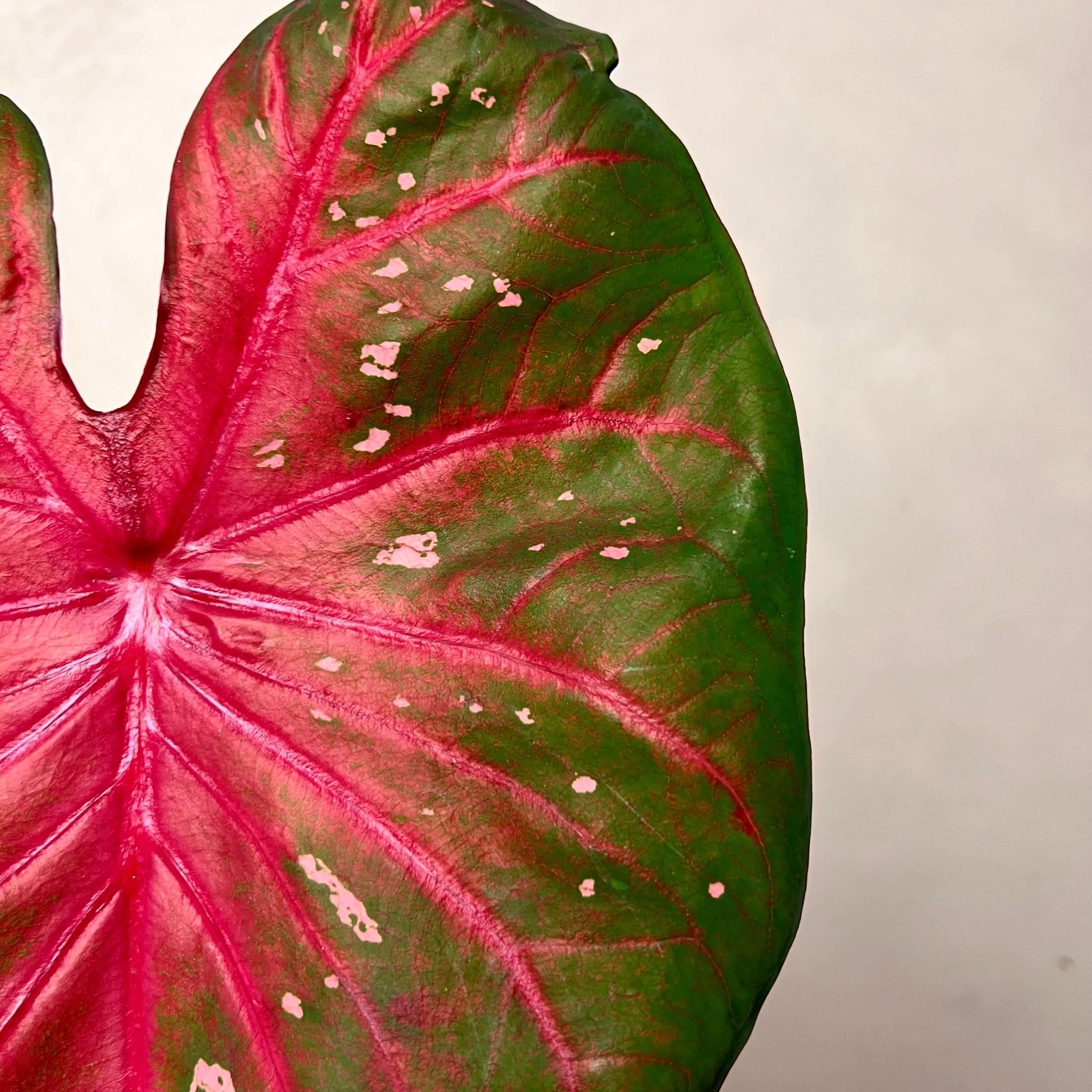 Caladium Red Flash