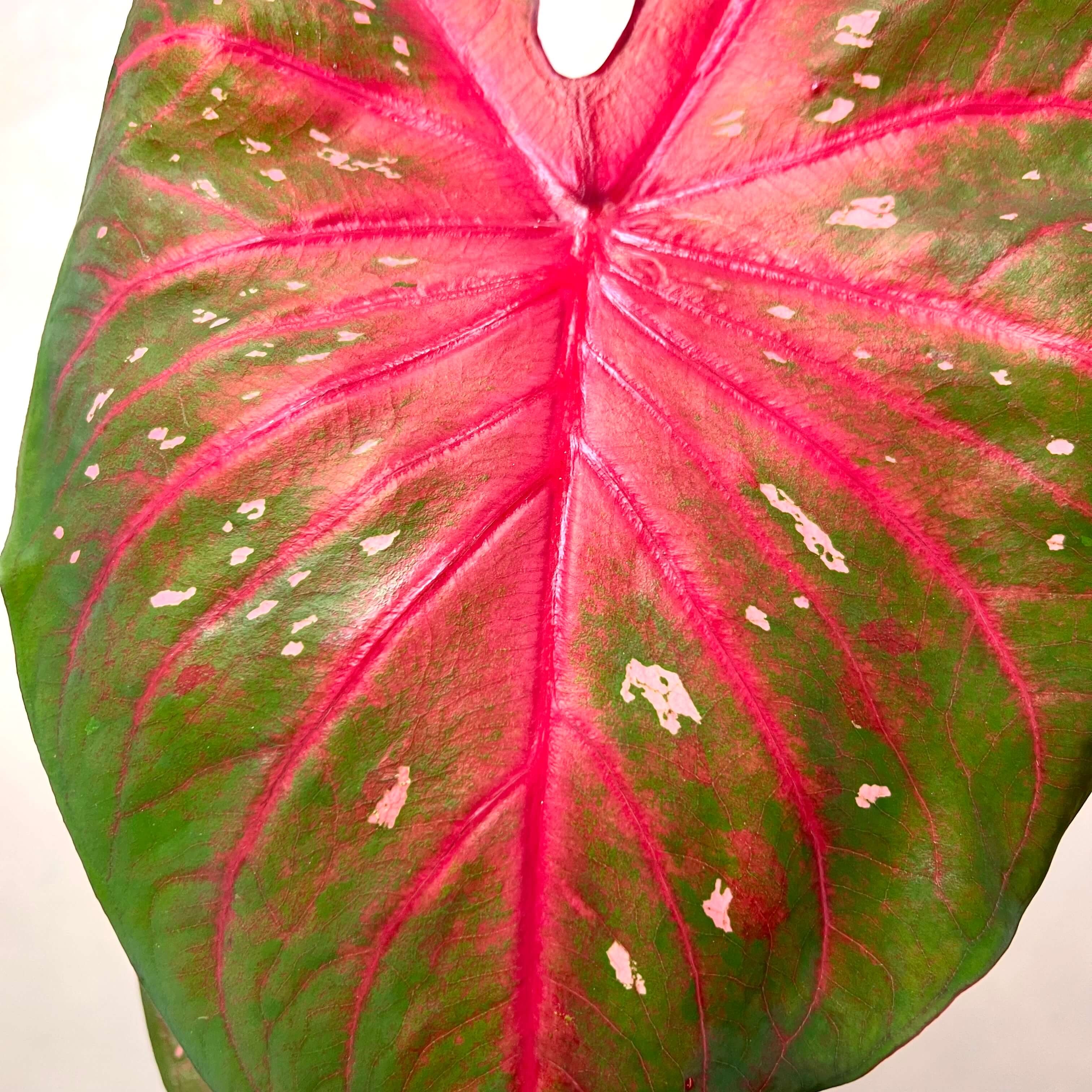 Caladium Red Flash