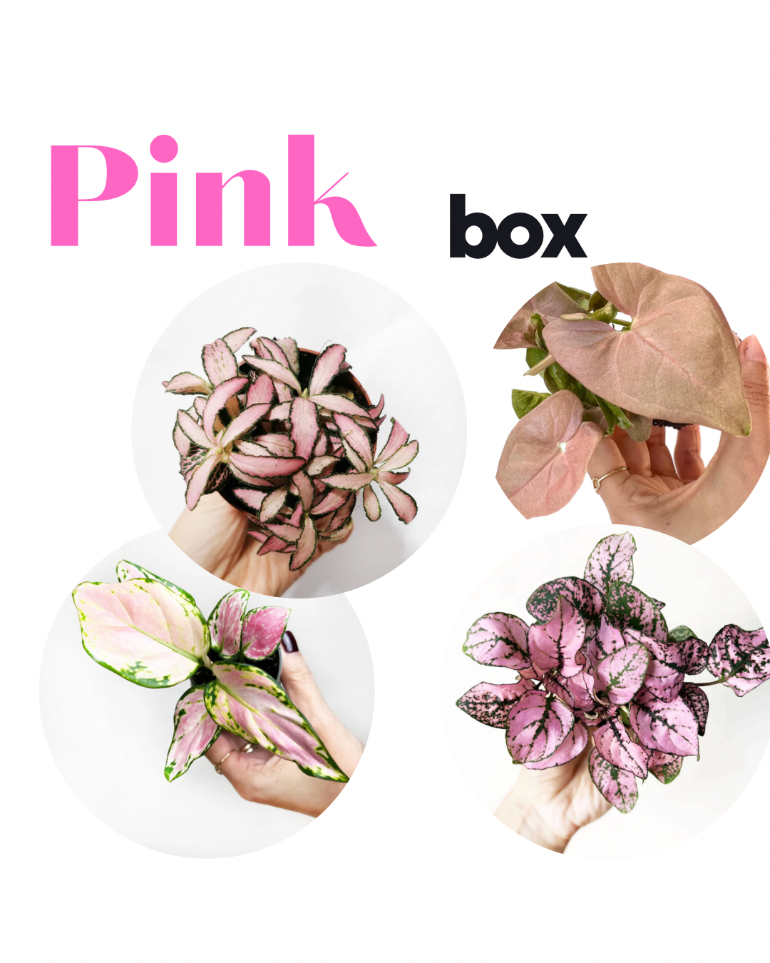 PINK BOX