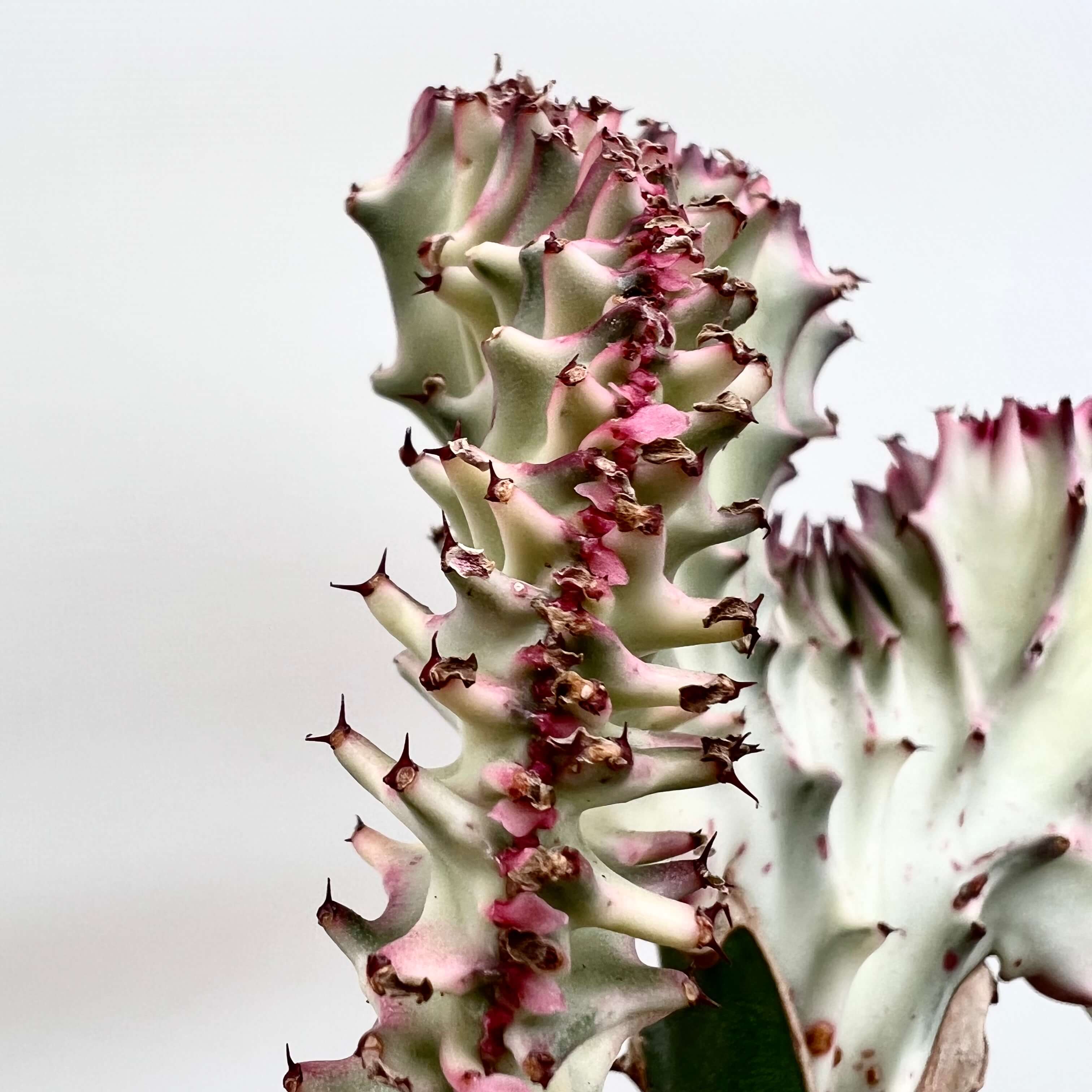 Euphorbia Lactea