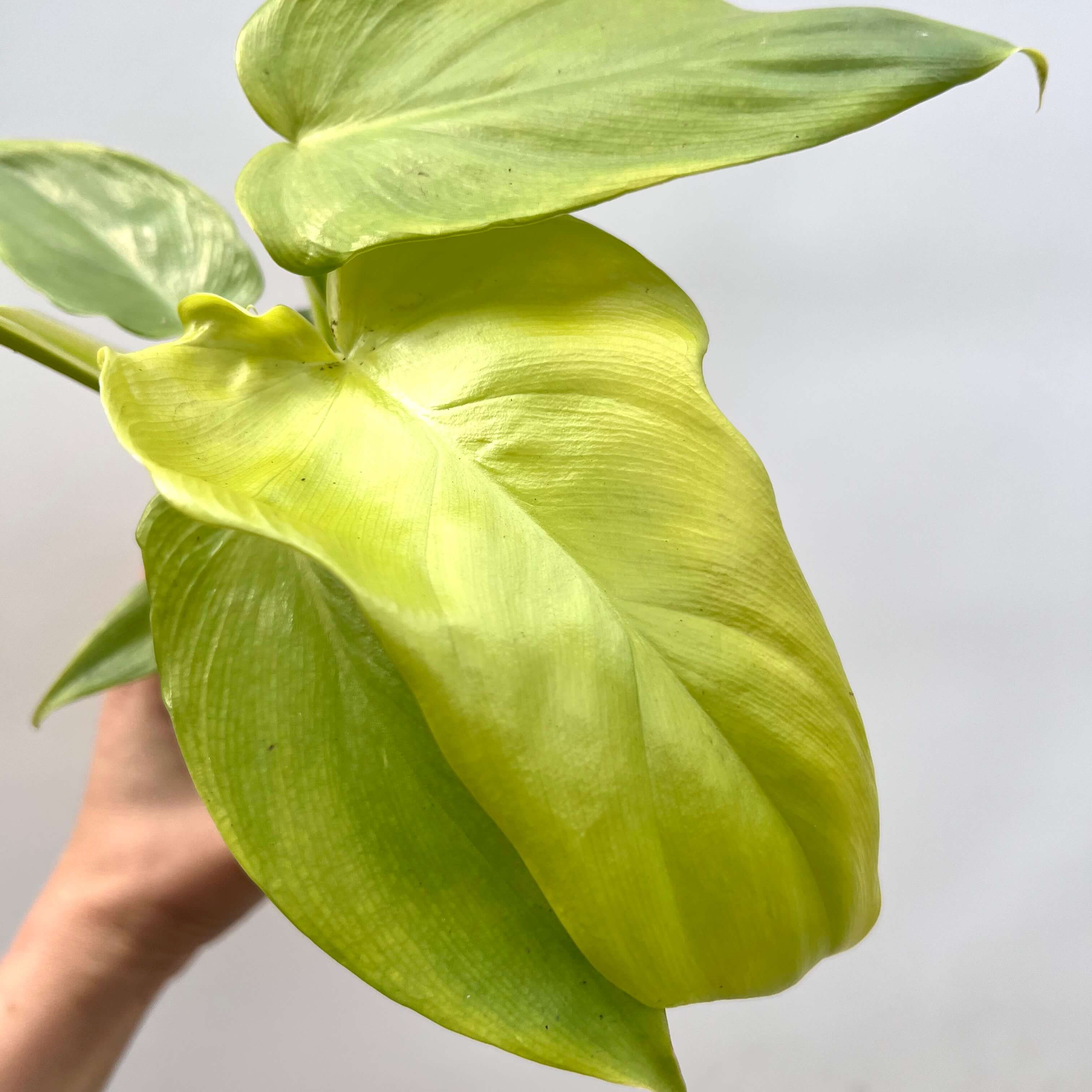 Philodendron Golden Violin
