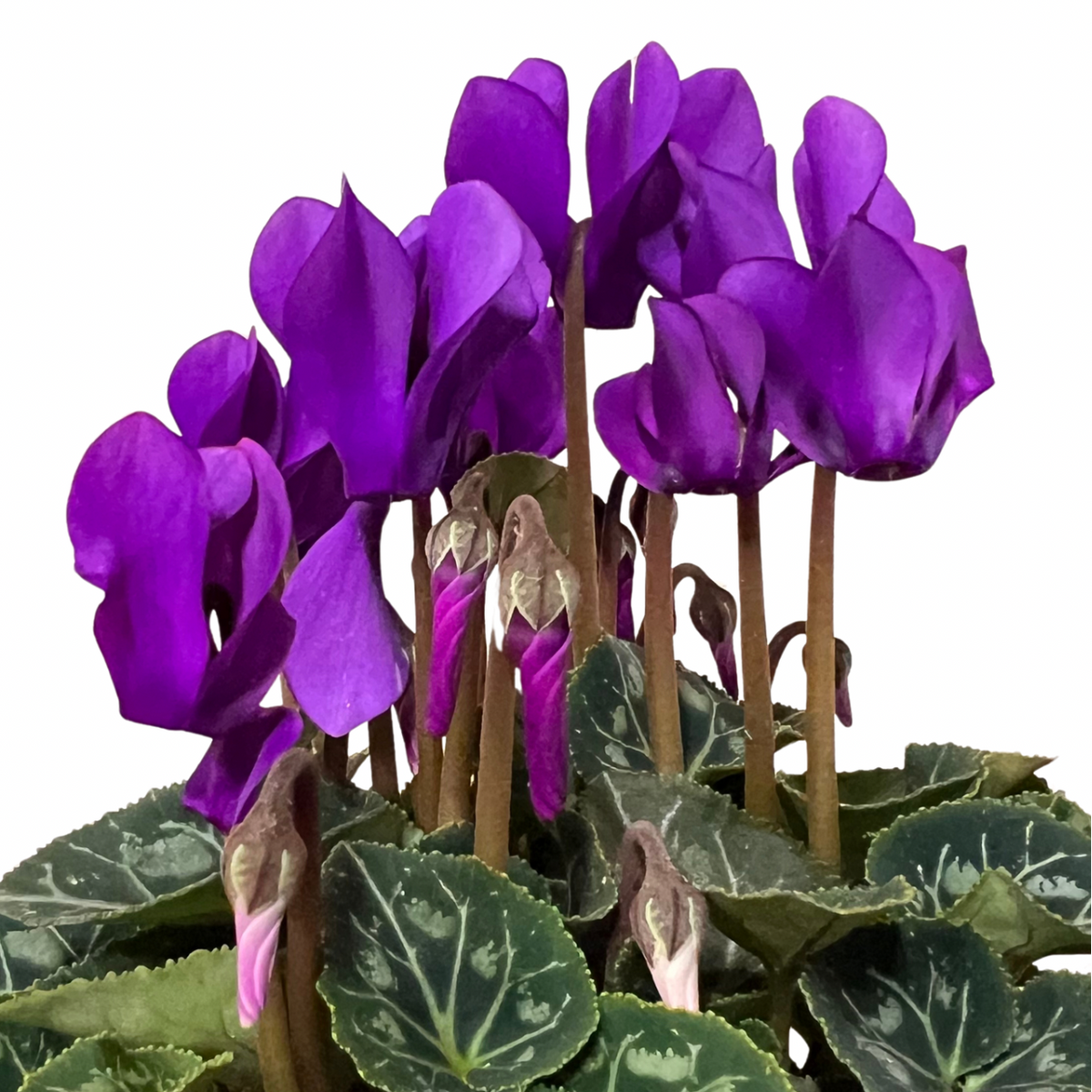 Ciclamino Super Series Dragon (ciclamino blu)