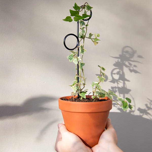 Mini supporto per piante rampicanti/Perch nero