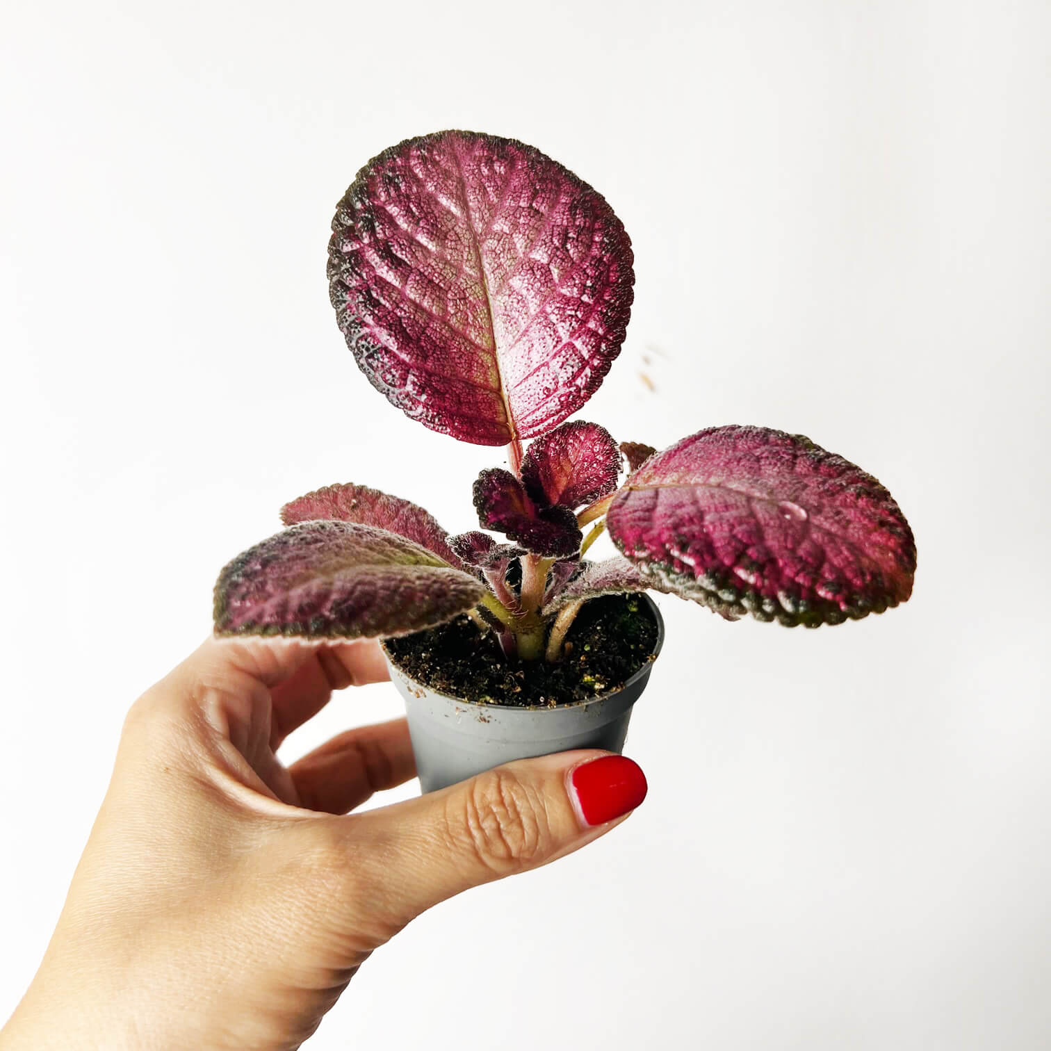 Episcia Strawberry Patch