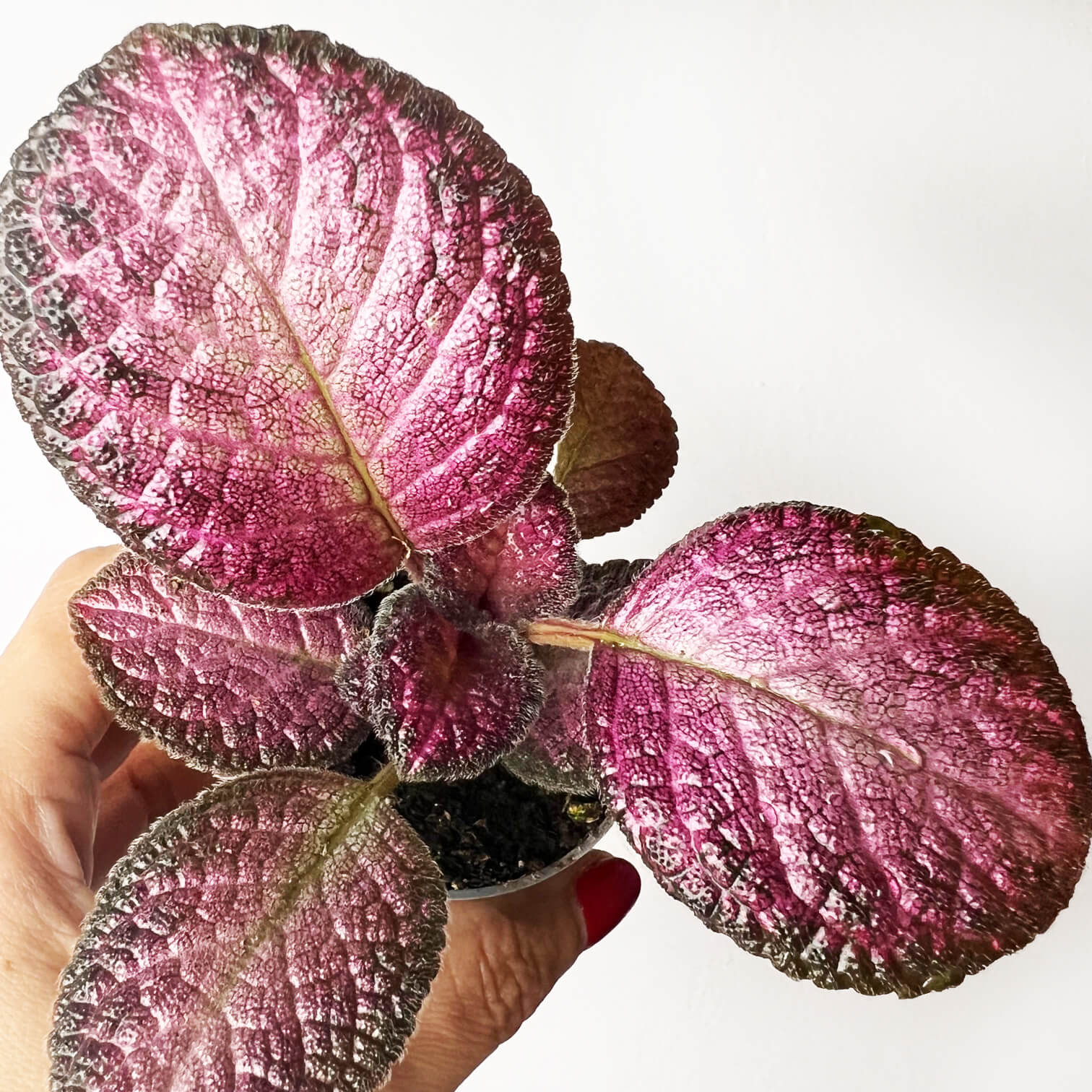 Episcia Strawberry Patch