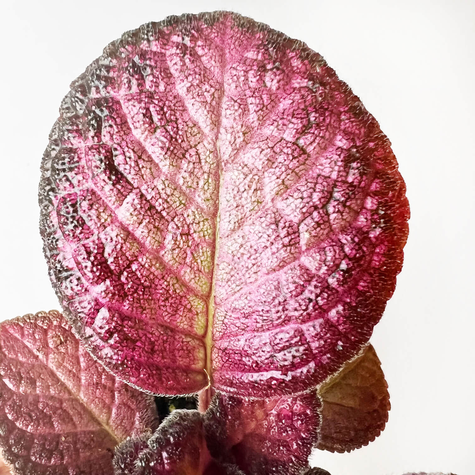 Episcia Strawberry Patch