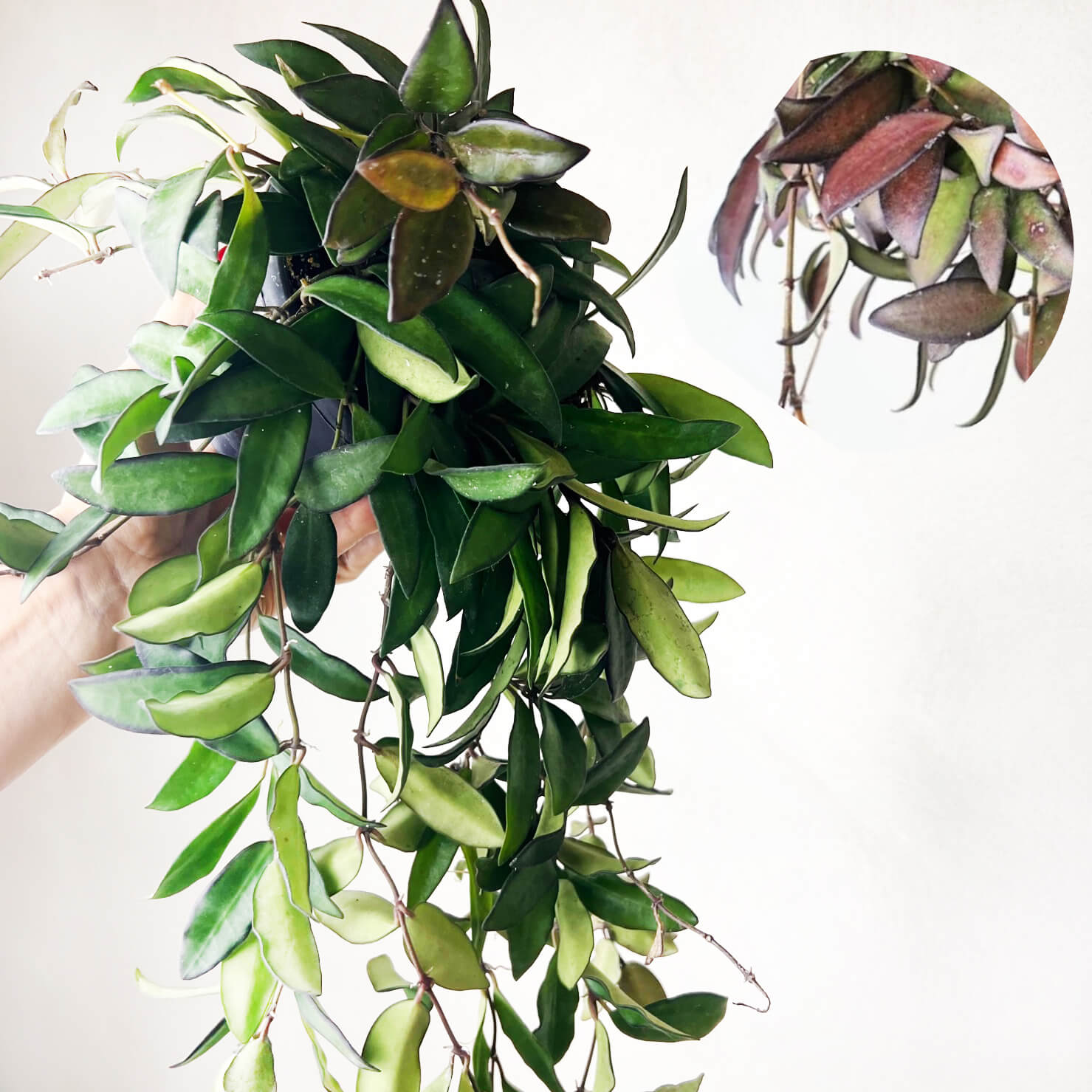 Hoya Rosita