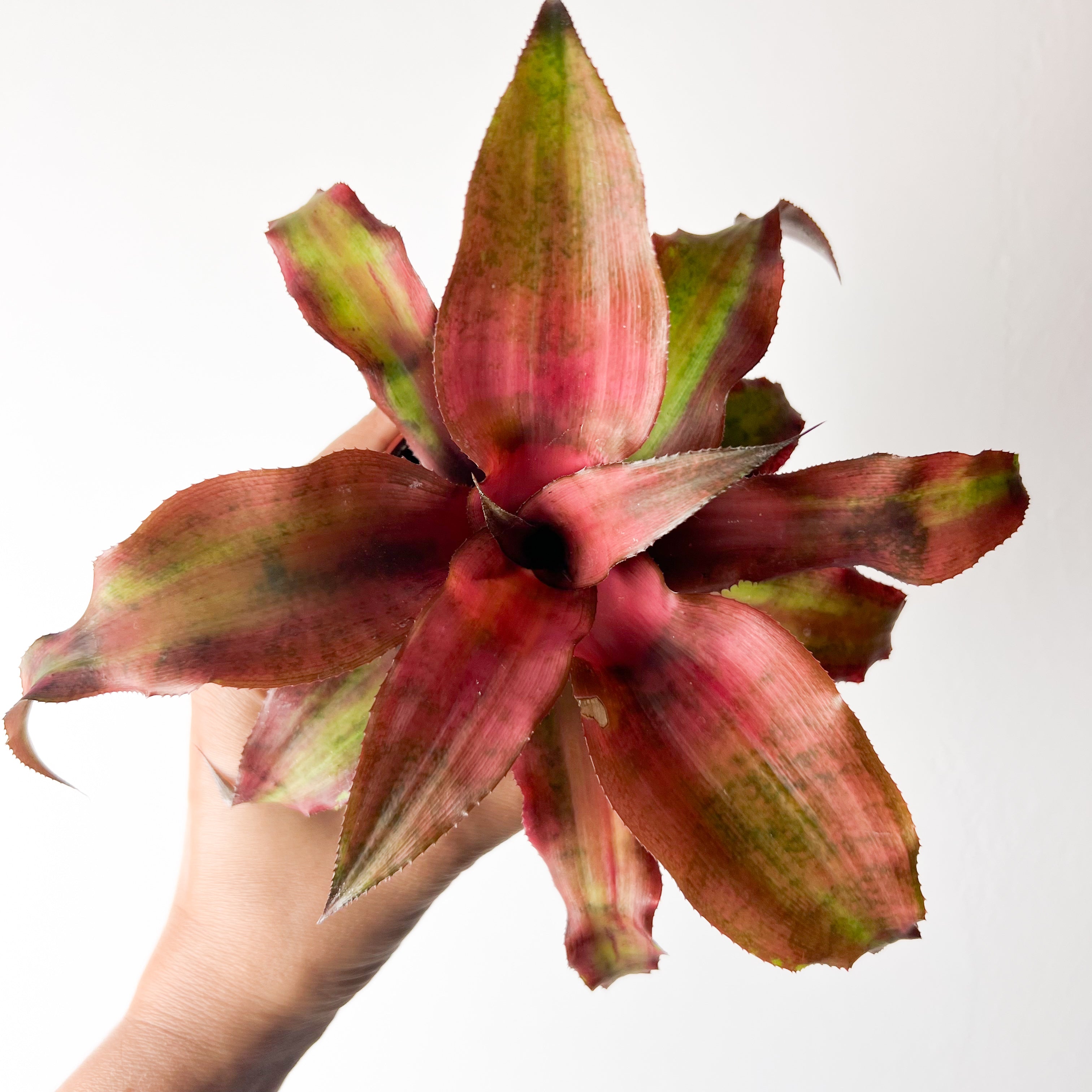 Cryptanthus Bivittatus Strawberry Flambè