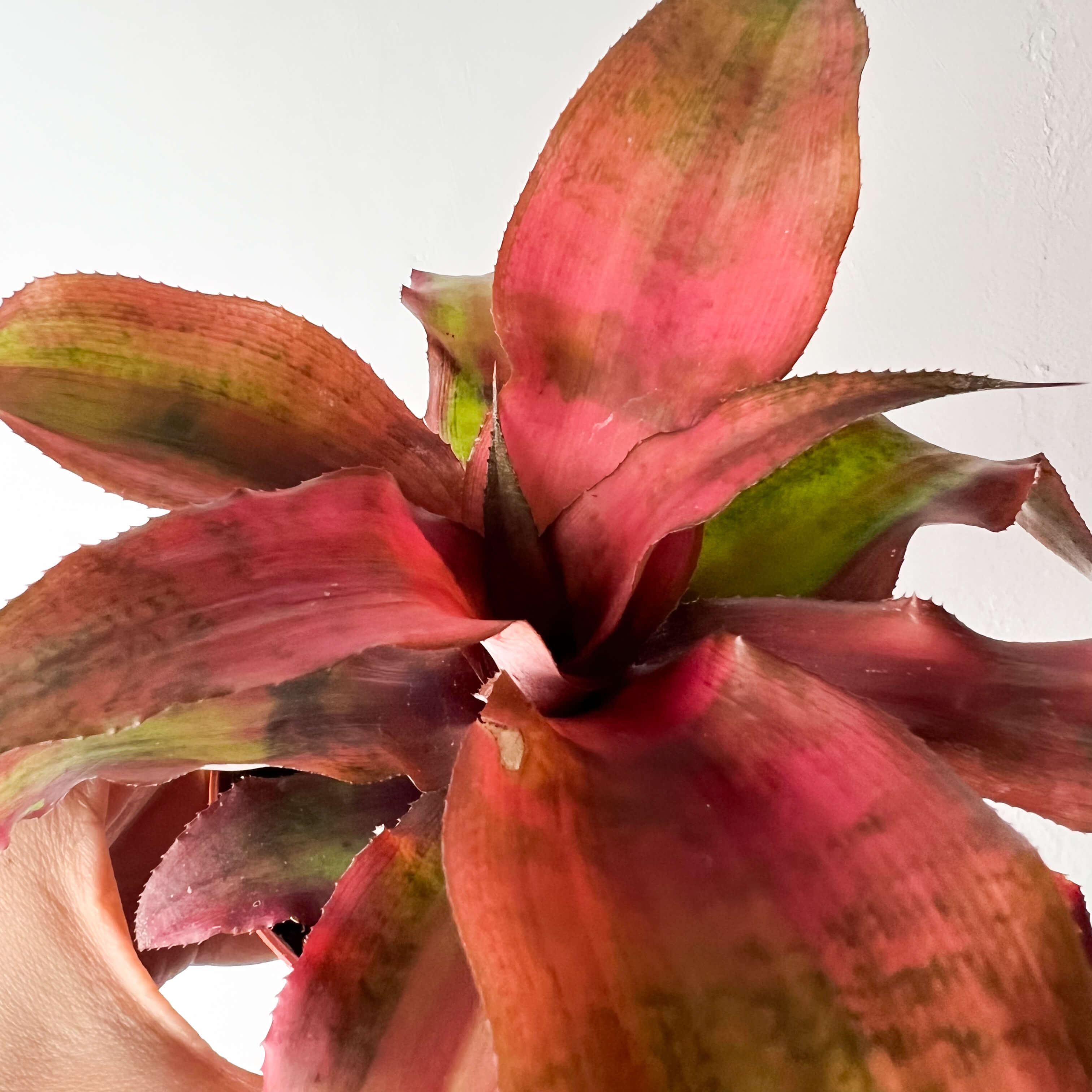 Cryptanthus Bivittatus Strawberry Flambè