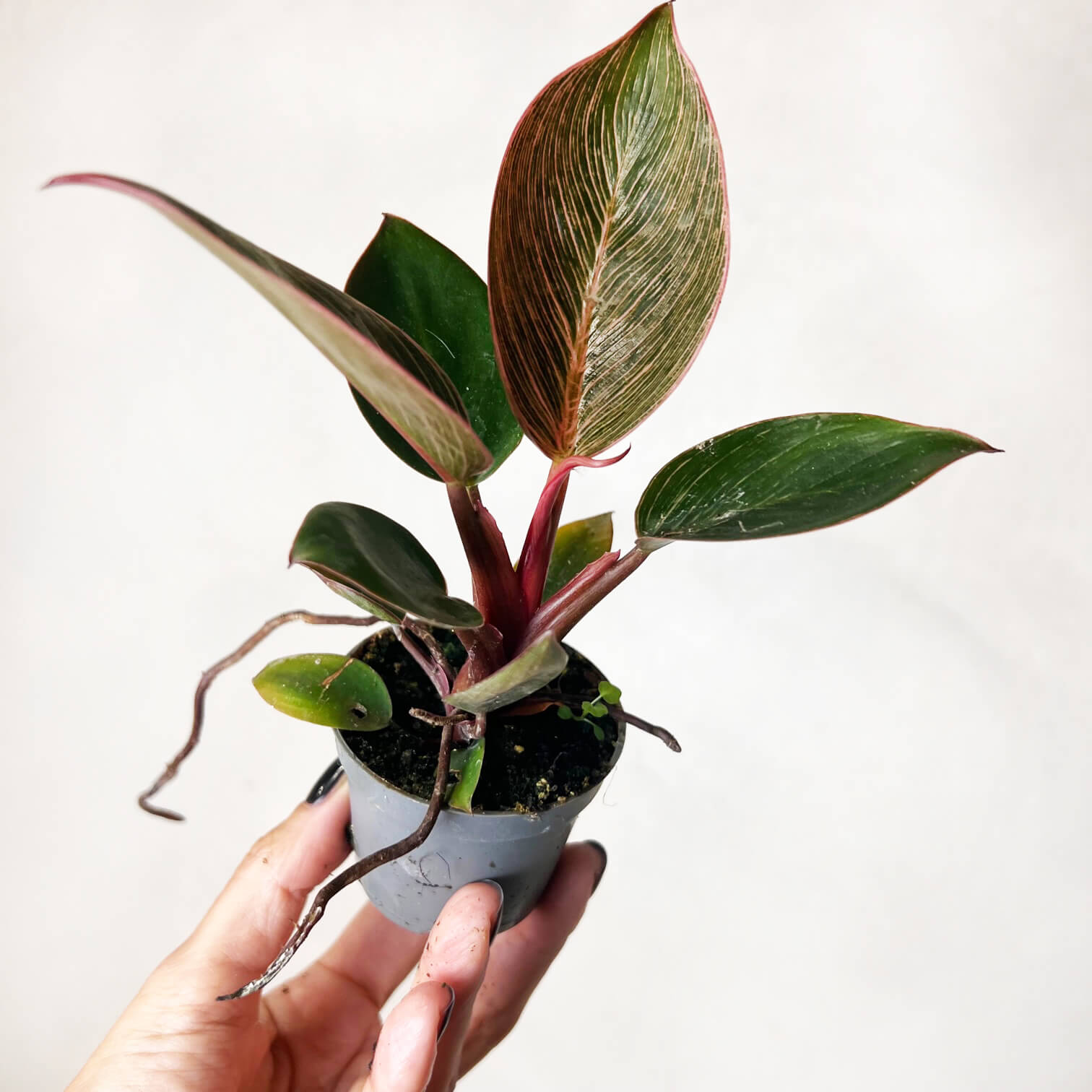 Baby Philodendron Pink Birkin