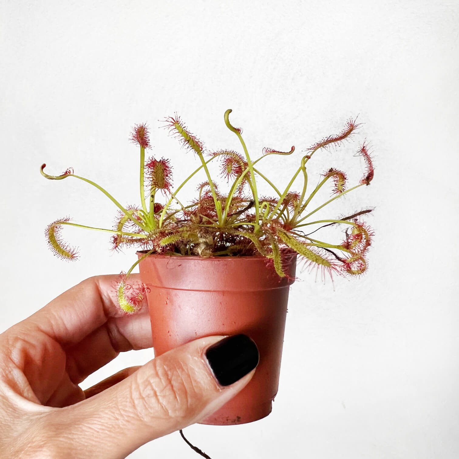 Drosera capensis
