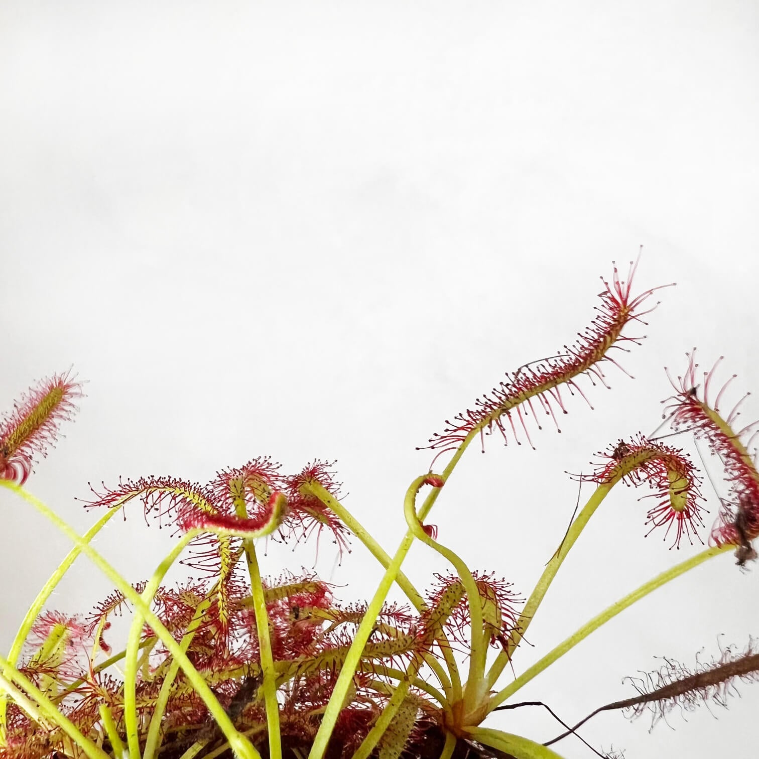 Drosera capensis