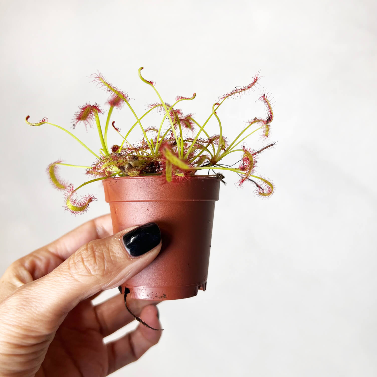 Drosera capensis
