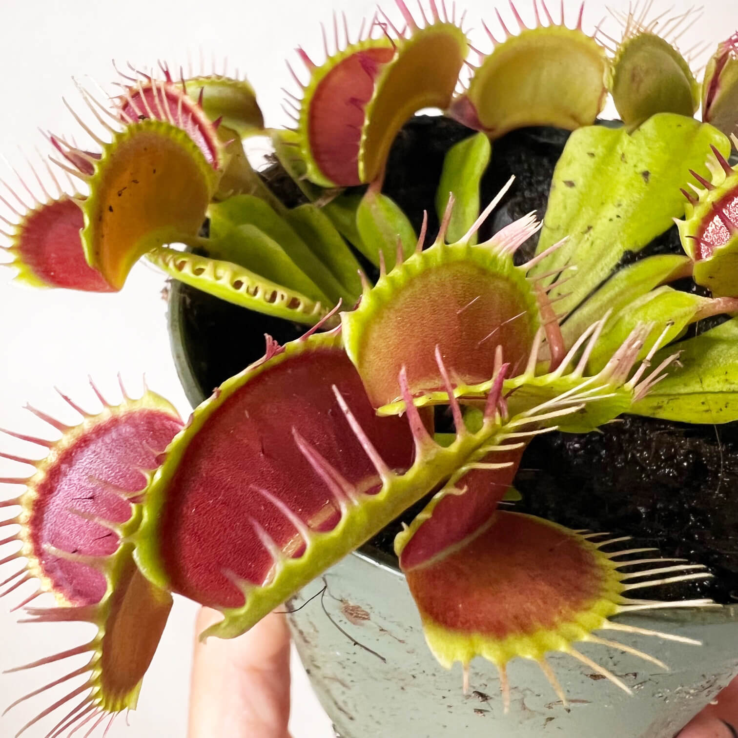 Dionaea muscipula